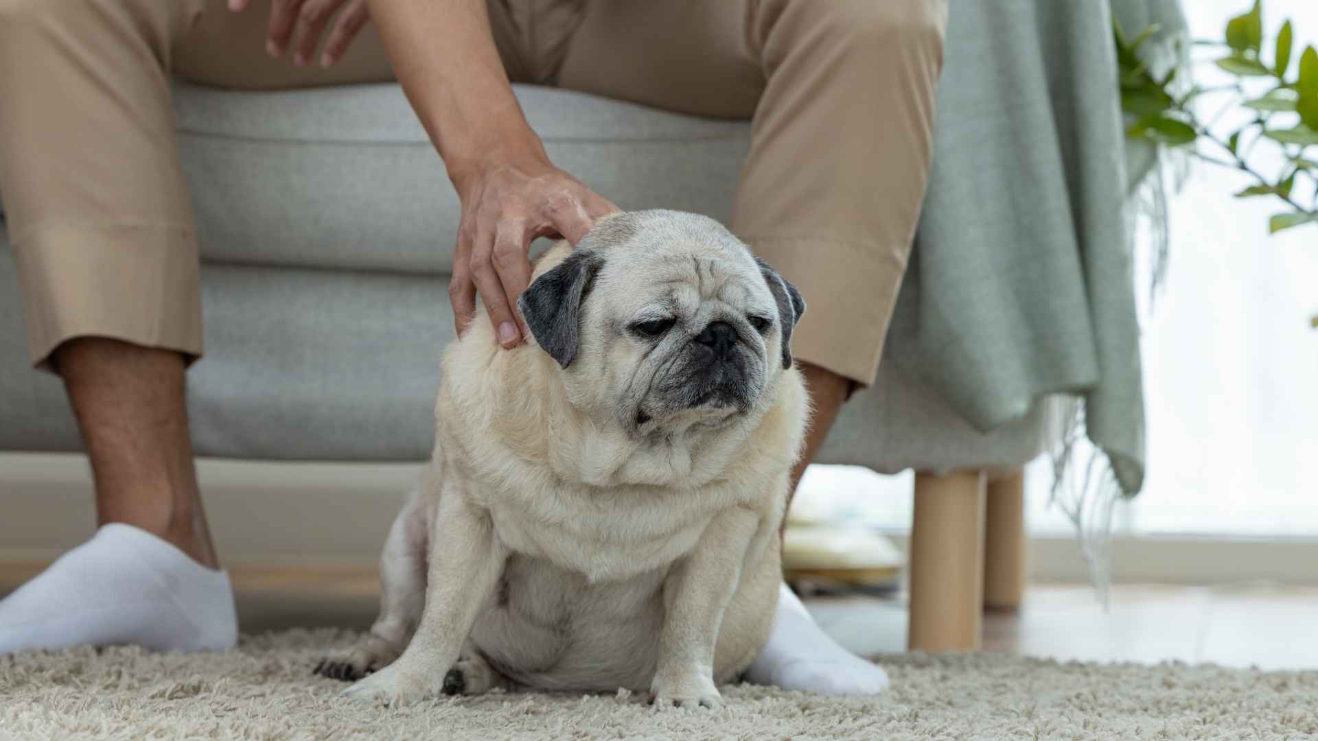 7 Dog Breeds That Refuse To Play Until Owners Join
