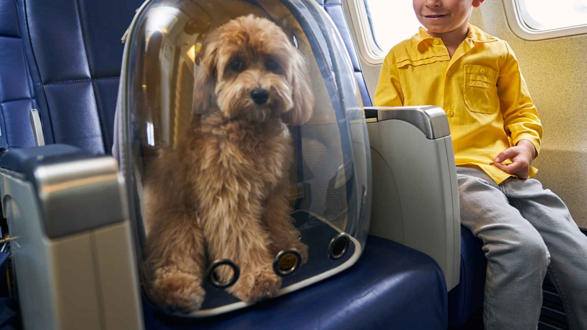 7 Dog Breeds That Relax During Flights and Make Air Travel Easier