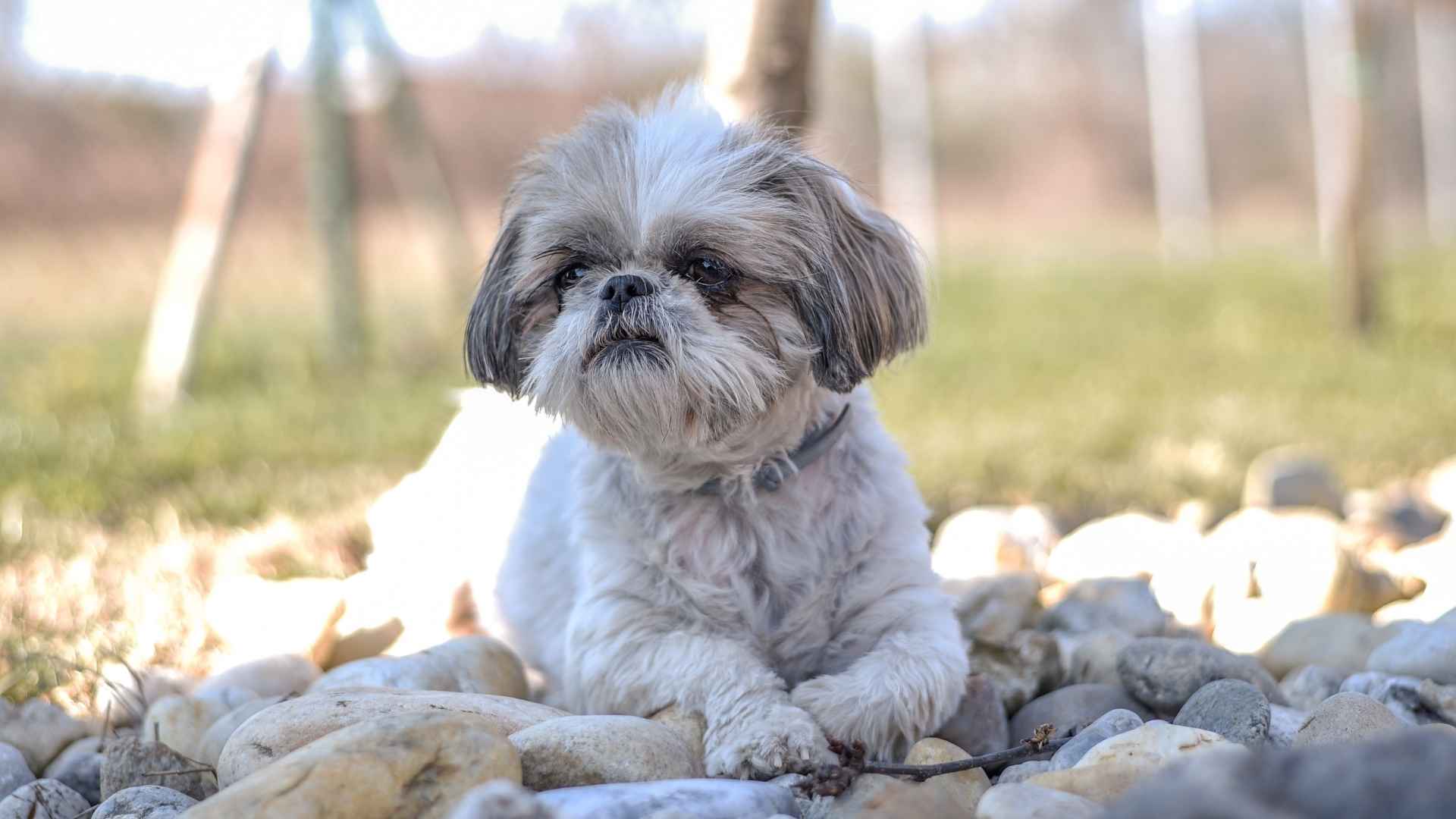 7 Dog Breeds That Require Minimal Outdoor Exercise For Busy Owners