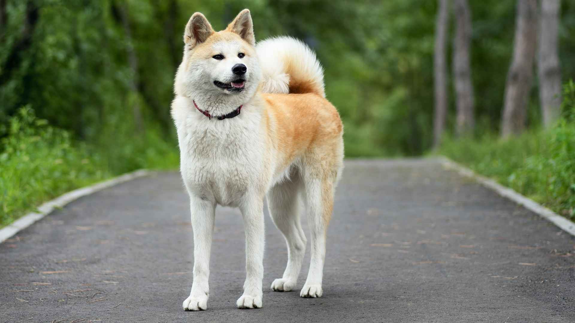 7 Dog Breeds That Resemble Wolves in Their Appearance