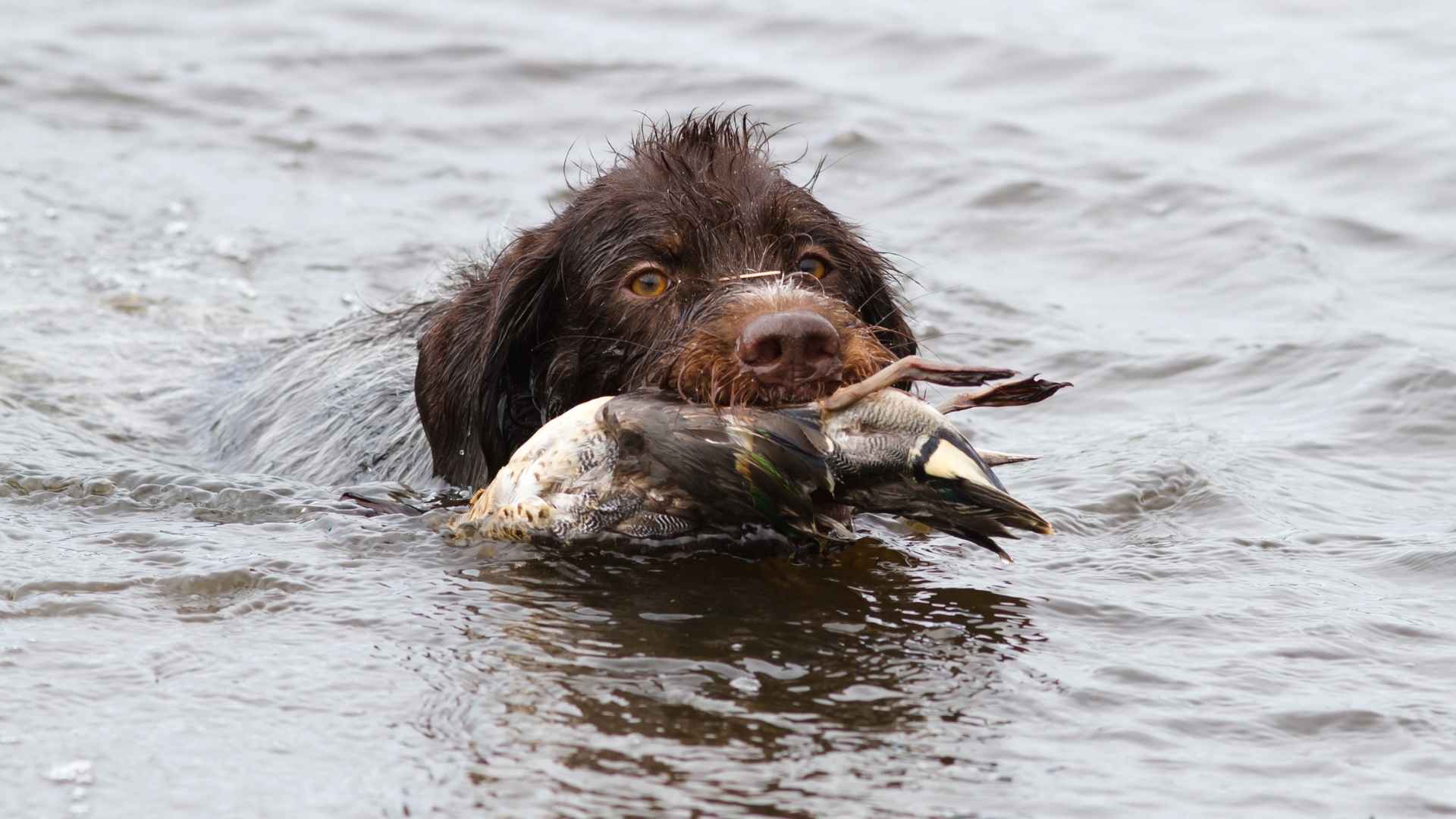 7 Dog Breeds That Retrieve Ducks From Lakes