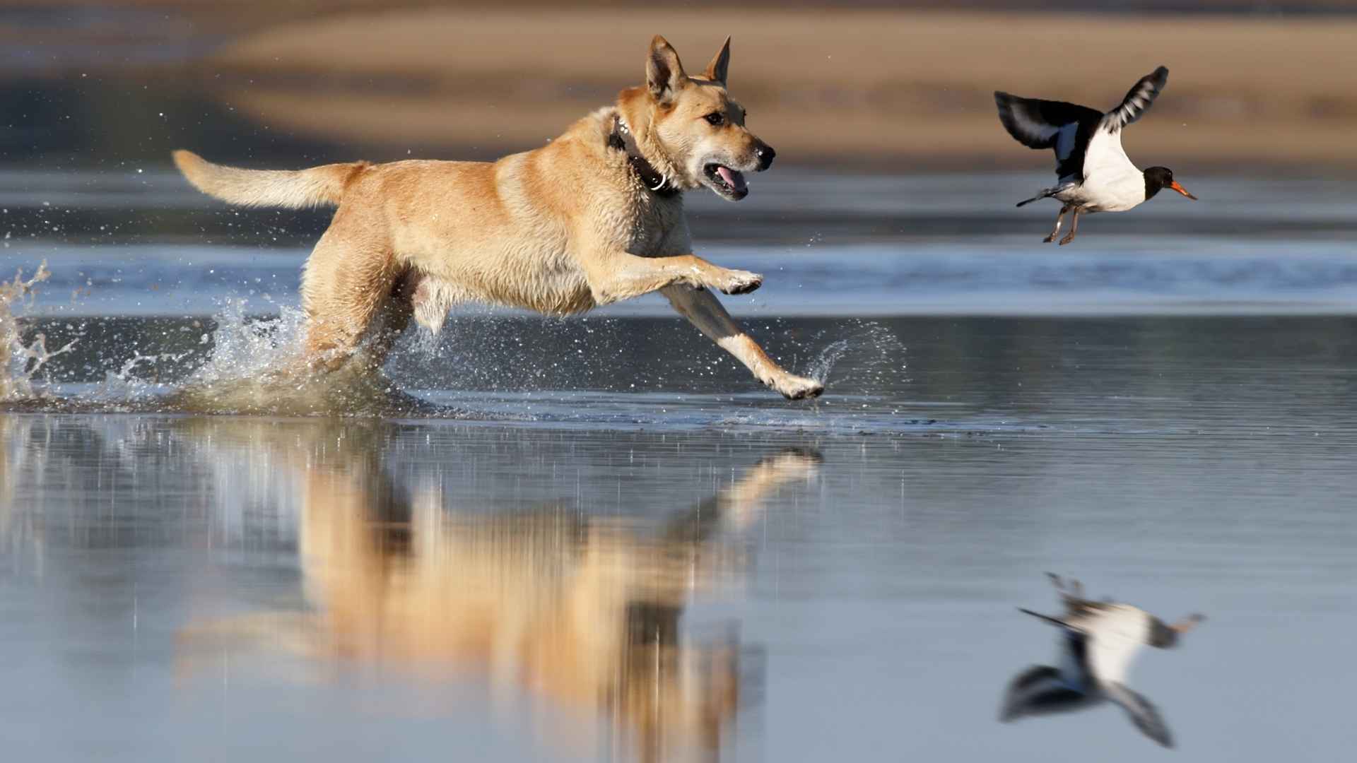 7 Dog Breeds That Retrieve Multiple Birds In One Hunt
