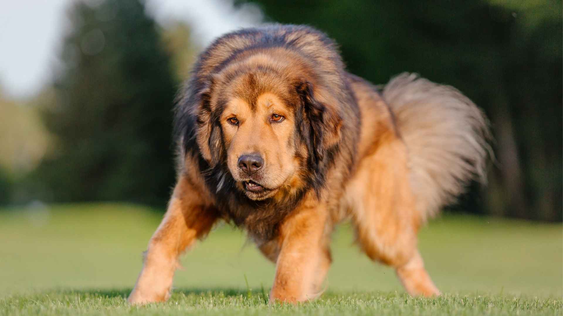 7 Dog Breeds That Scare Thieves With Size Alone