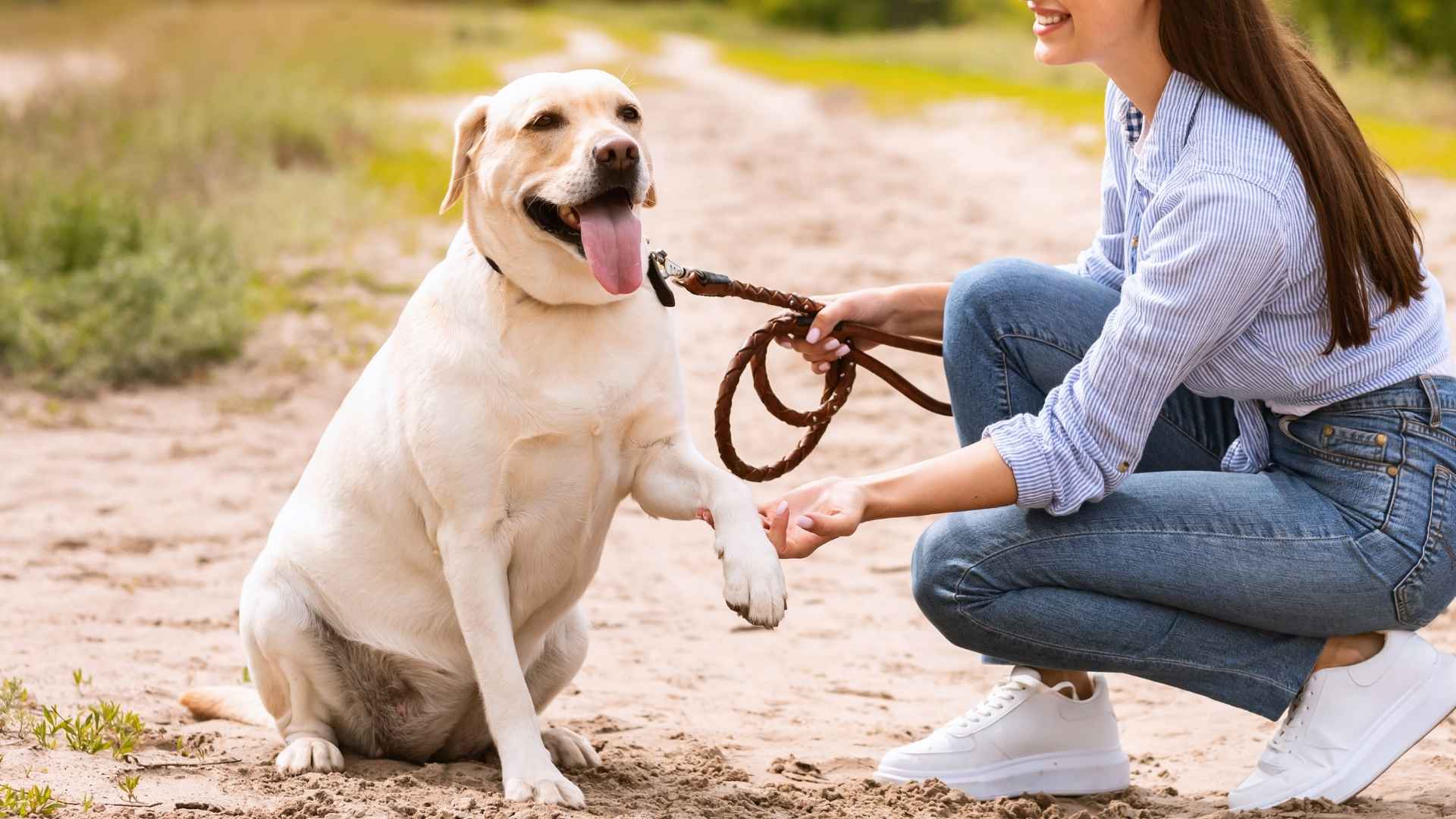 7 Dog Breeds That Seem To Read Your Mind: The Emotionally Intuitive Dogs