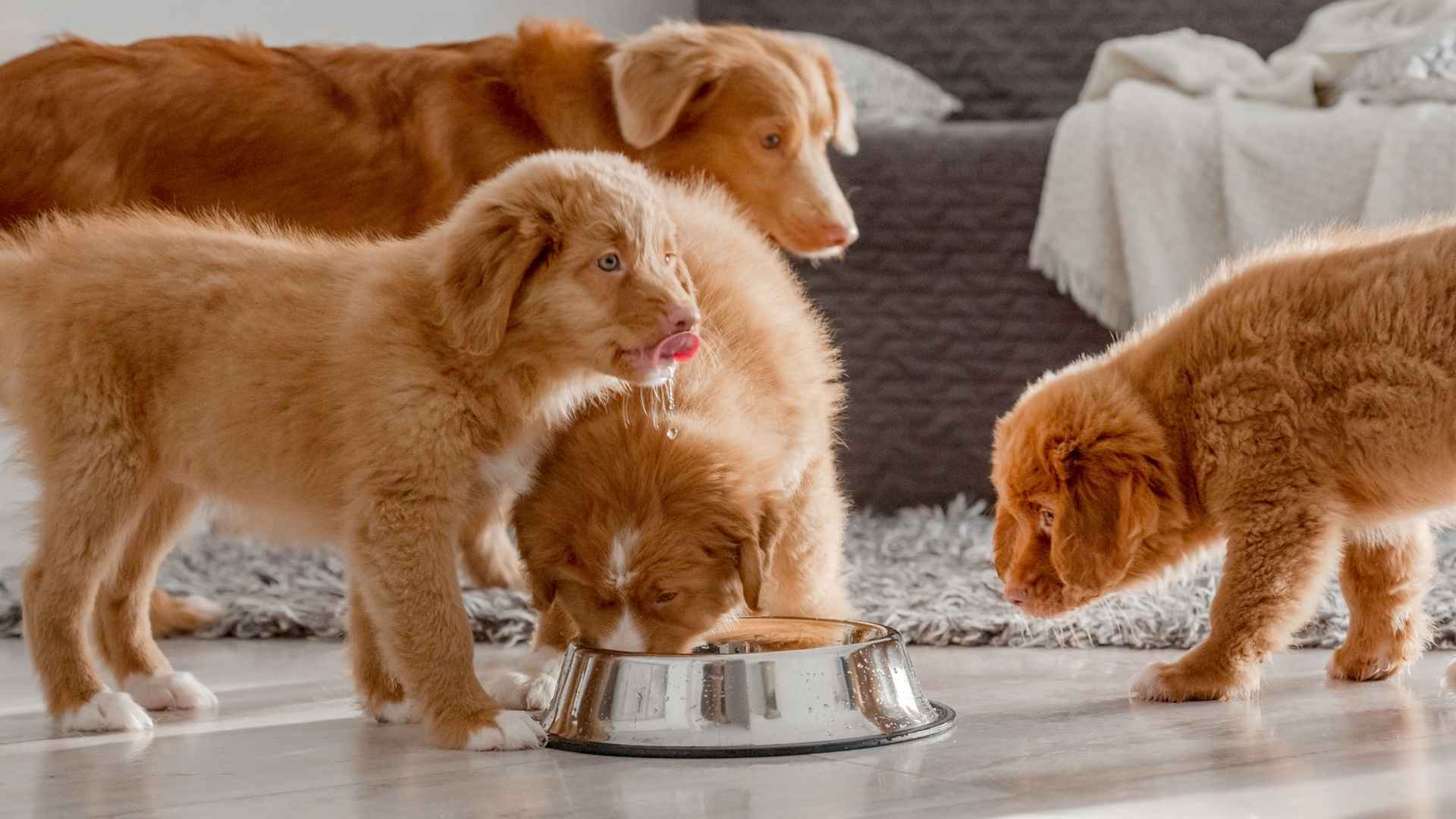 7 Dog Breeds That Share Food With Other Dogs