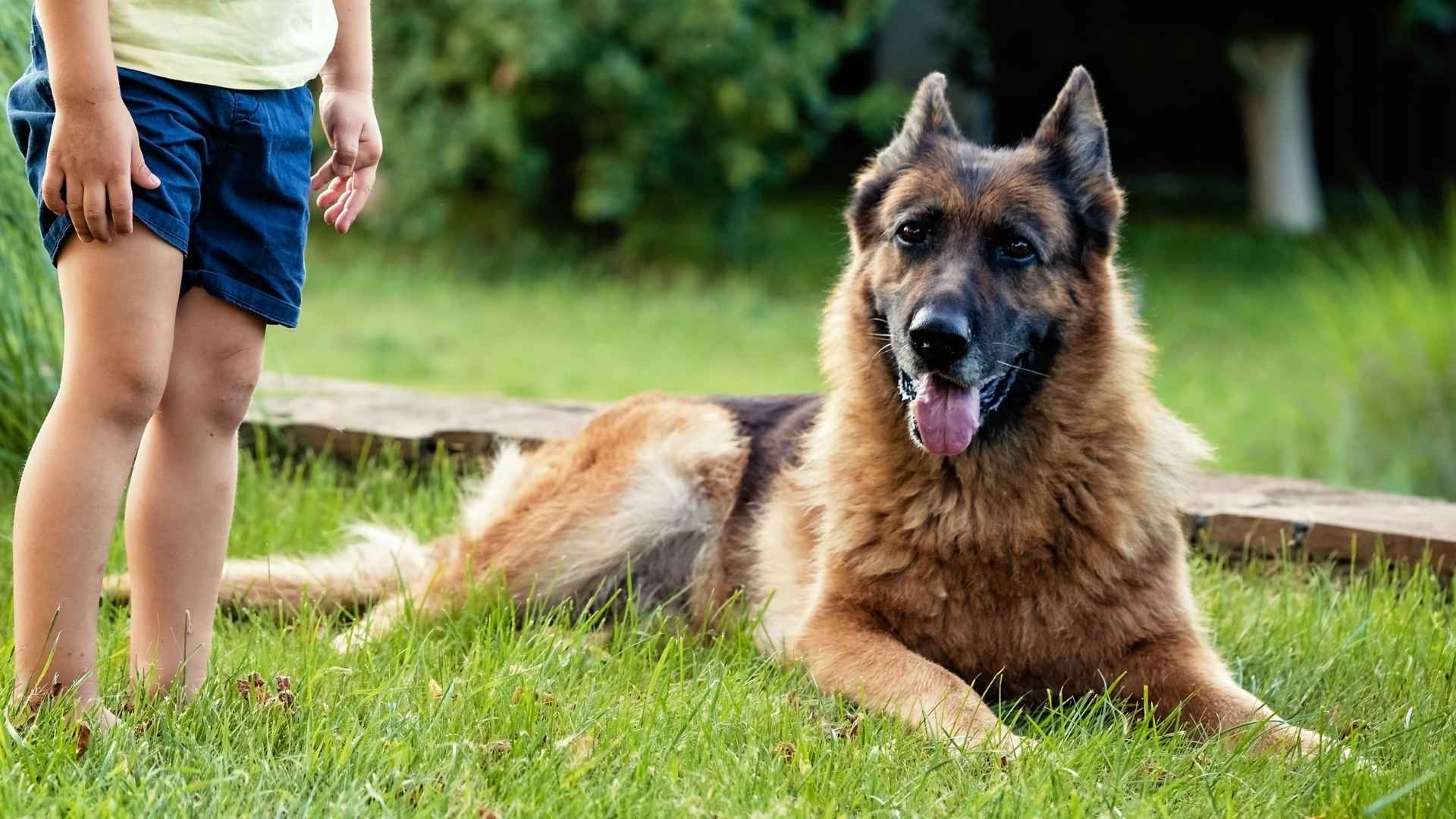 7 Dog Breeds That Shield Children From Harm and Provide Protection