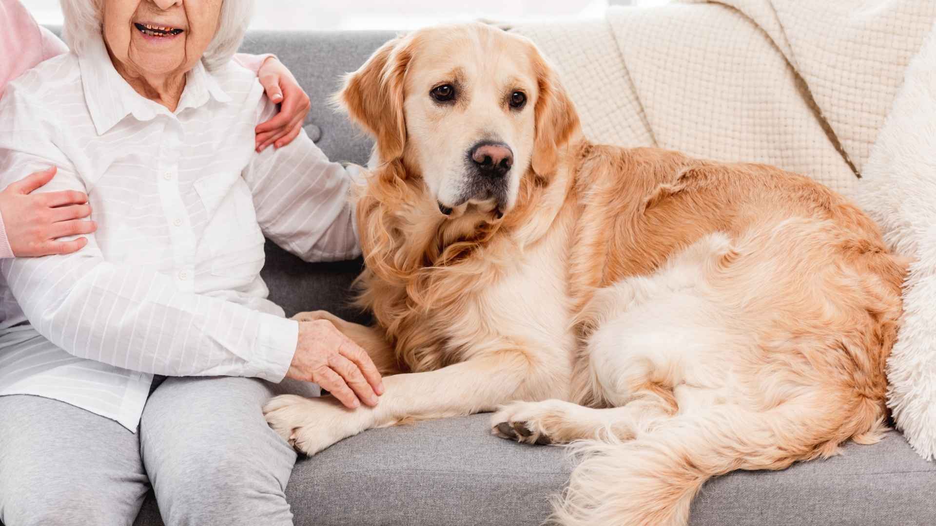 7 Dog Breeds That Sit Beside Grandparents Calmly
