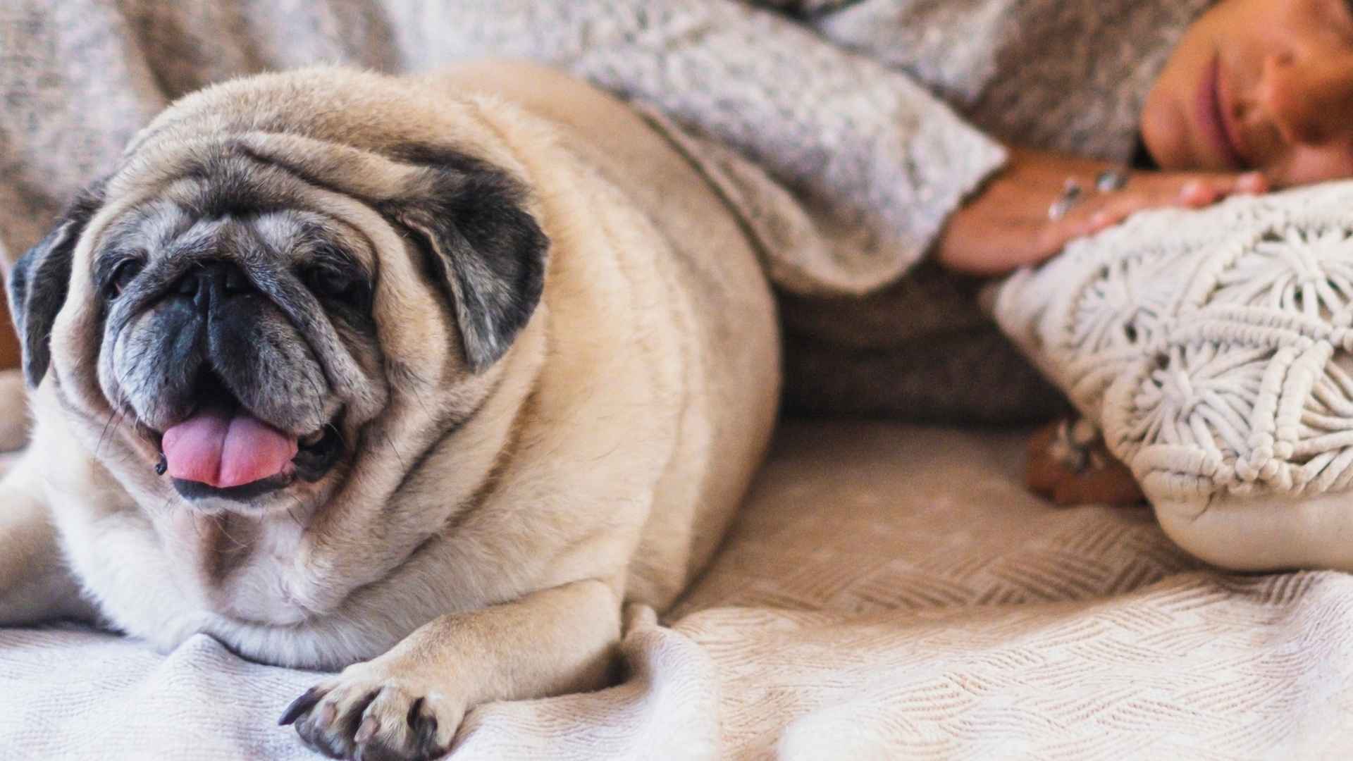 Looking for the ultimate nap buddy? These low maintenance dogs will guard your dreams while snuggled up right by your side.