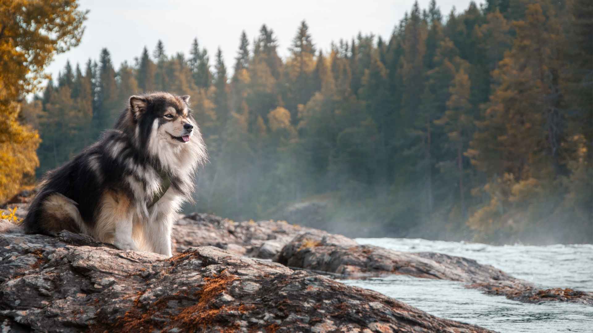7 Dog Breeds That Sit On Rocks Watching Rivers Flow