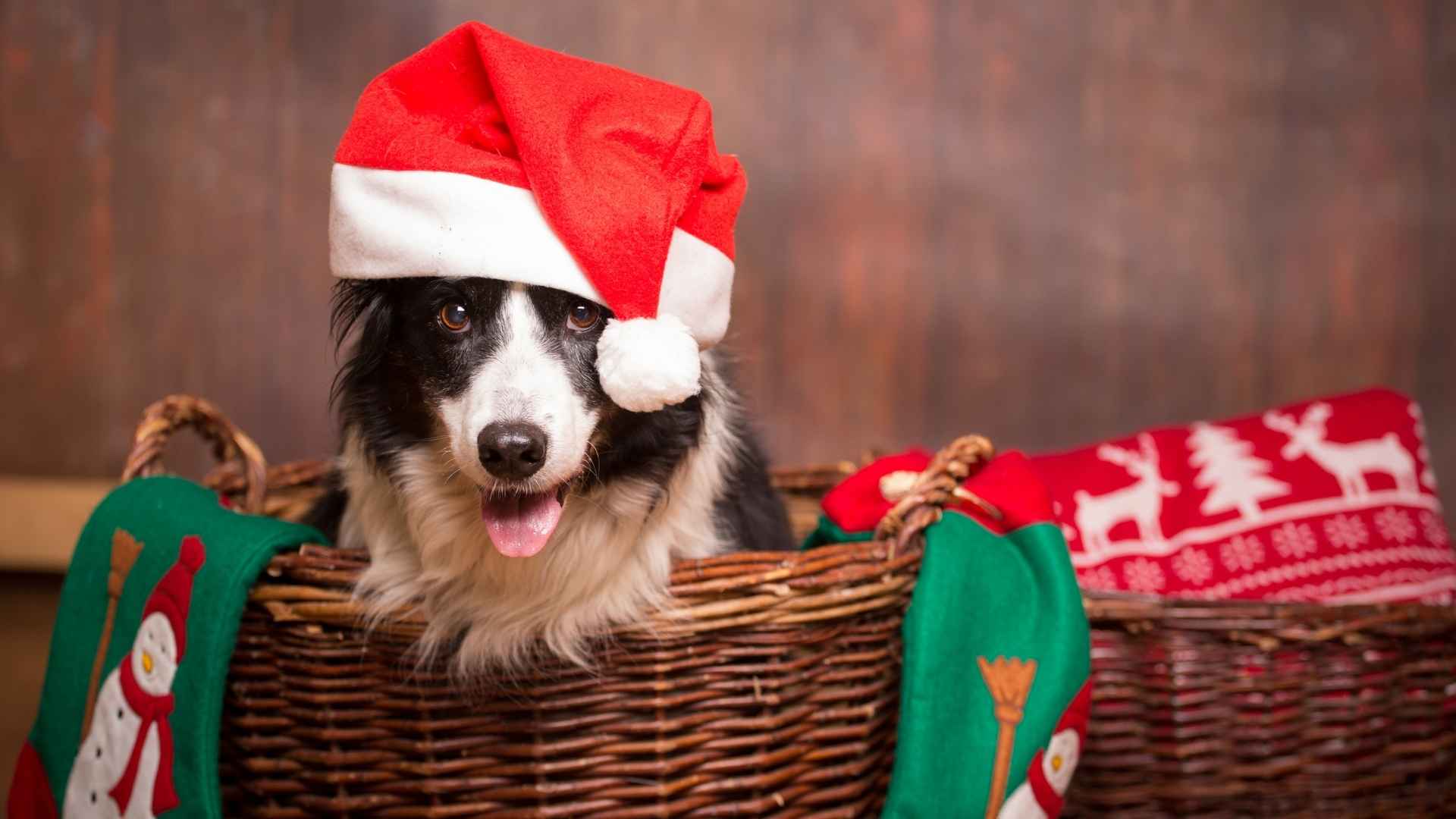 7 Dog Breeds That Sit in Laundry Baskets for Fun