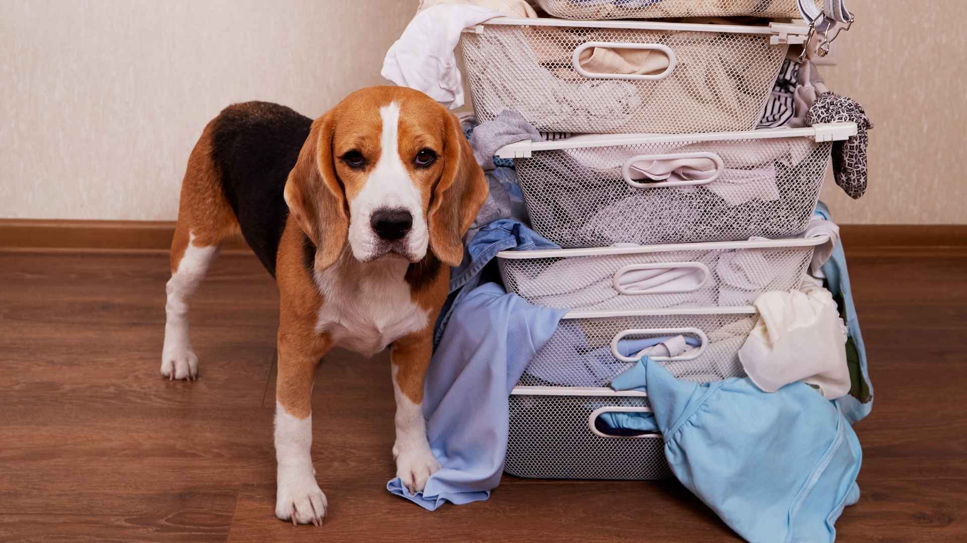 7 Dog Breeds That Smell New Clothes Fresh From Stores