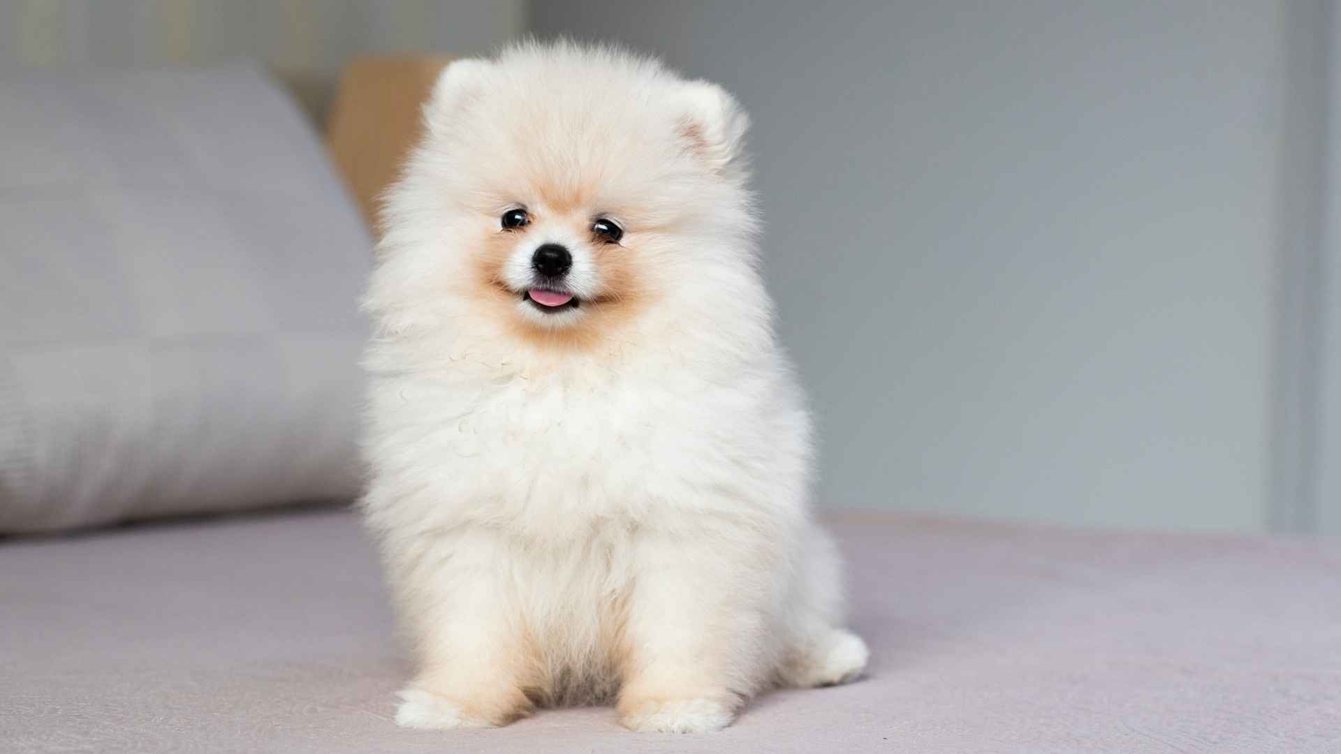 7 Dog Breeds That Smile When They’re Happy and Light Up Your Day