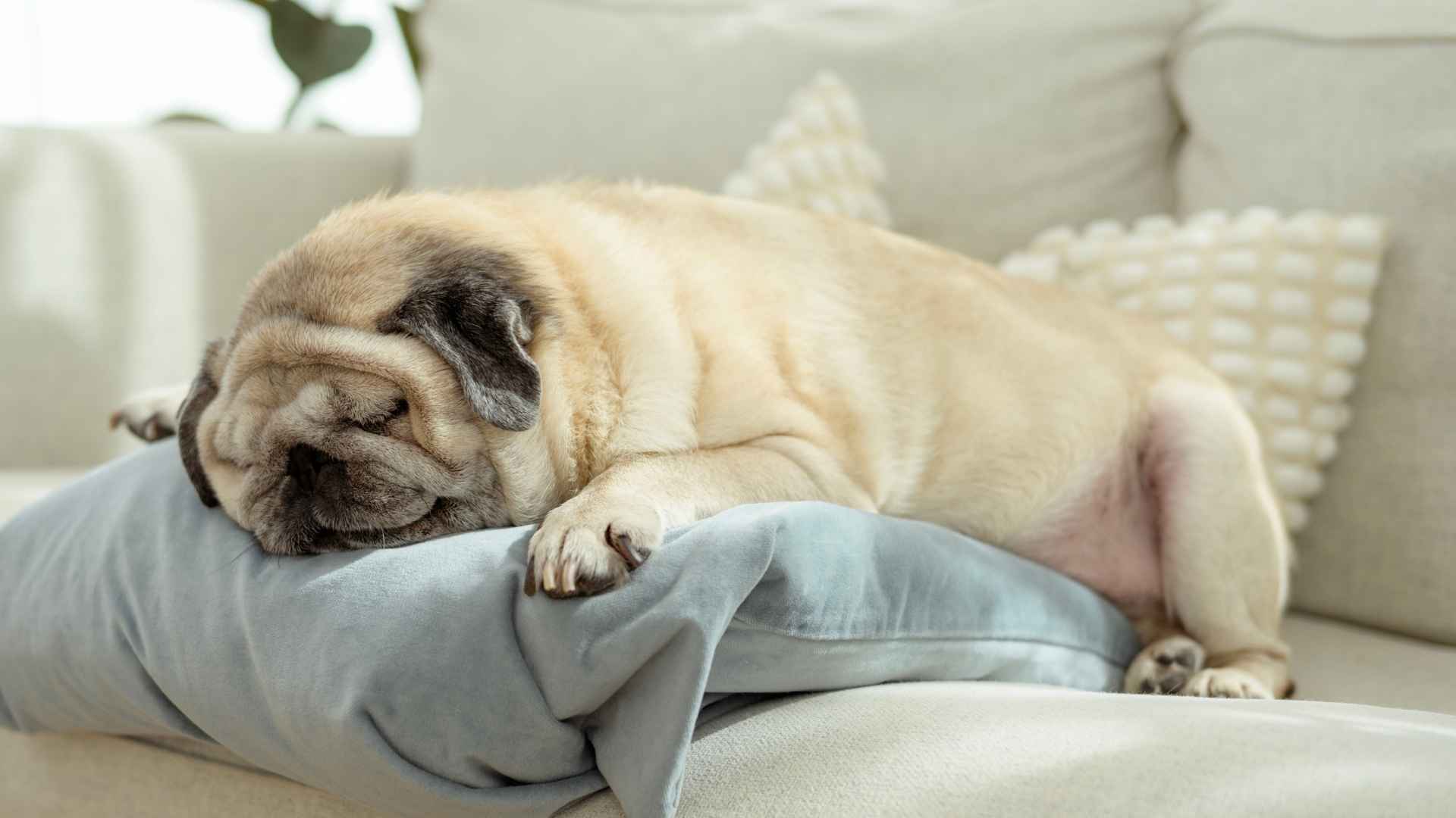 7 Dog Breeds That Snore Louder Than Your Grandpa (Seriously)