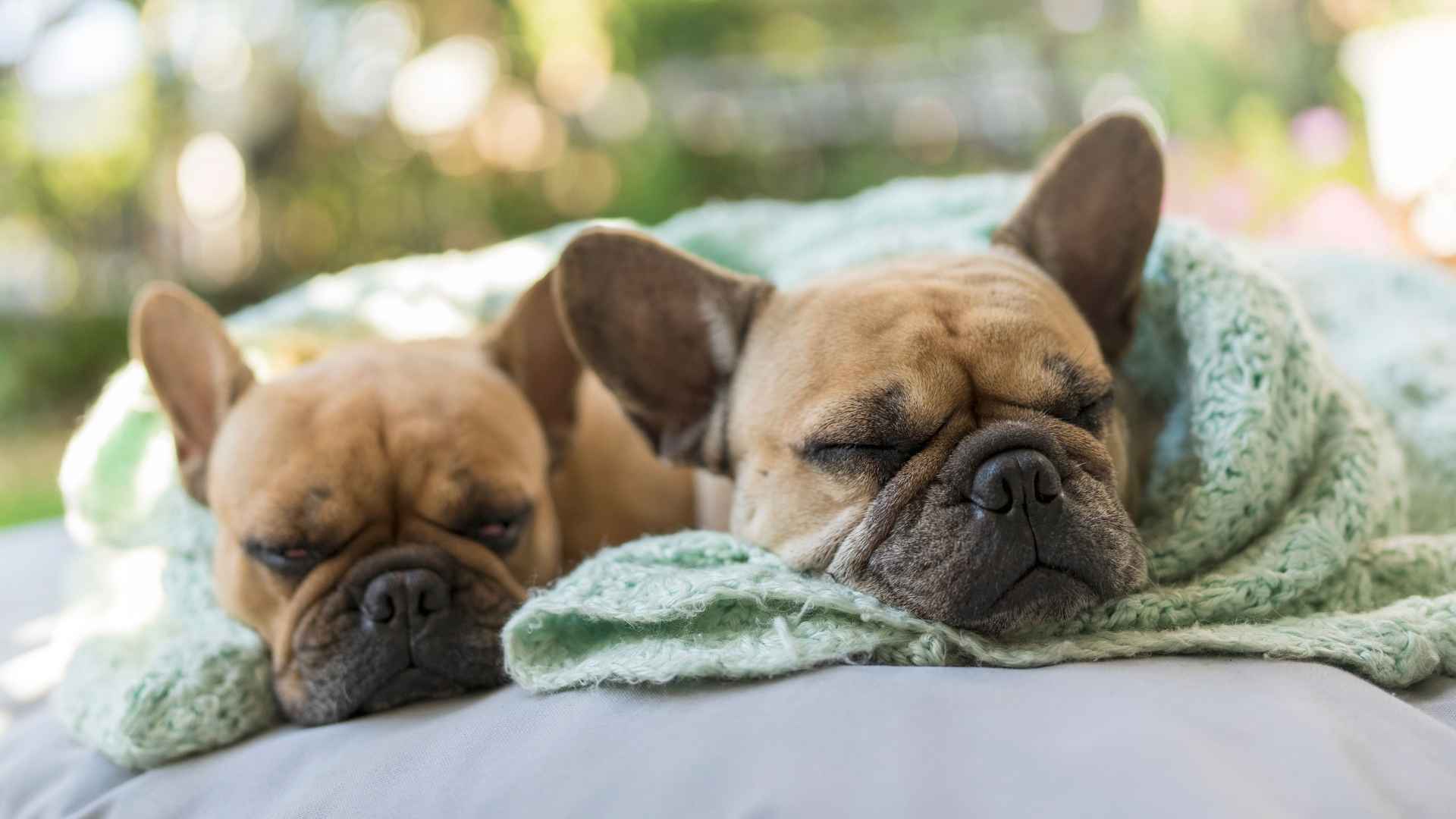 7 Dog Breeds That Snore Loudly for People Who Don’t Mind Noise