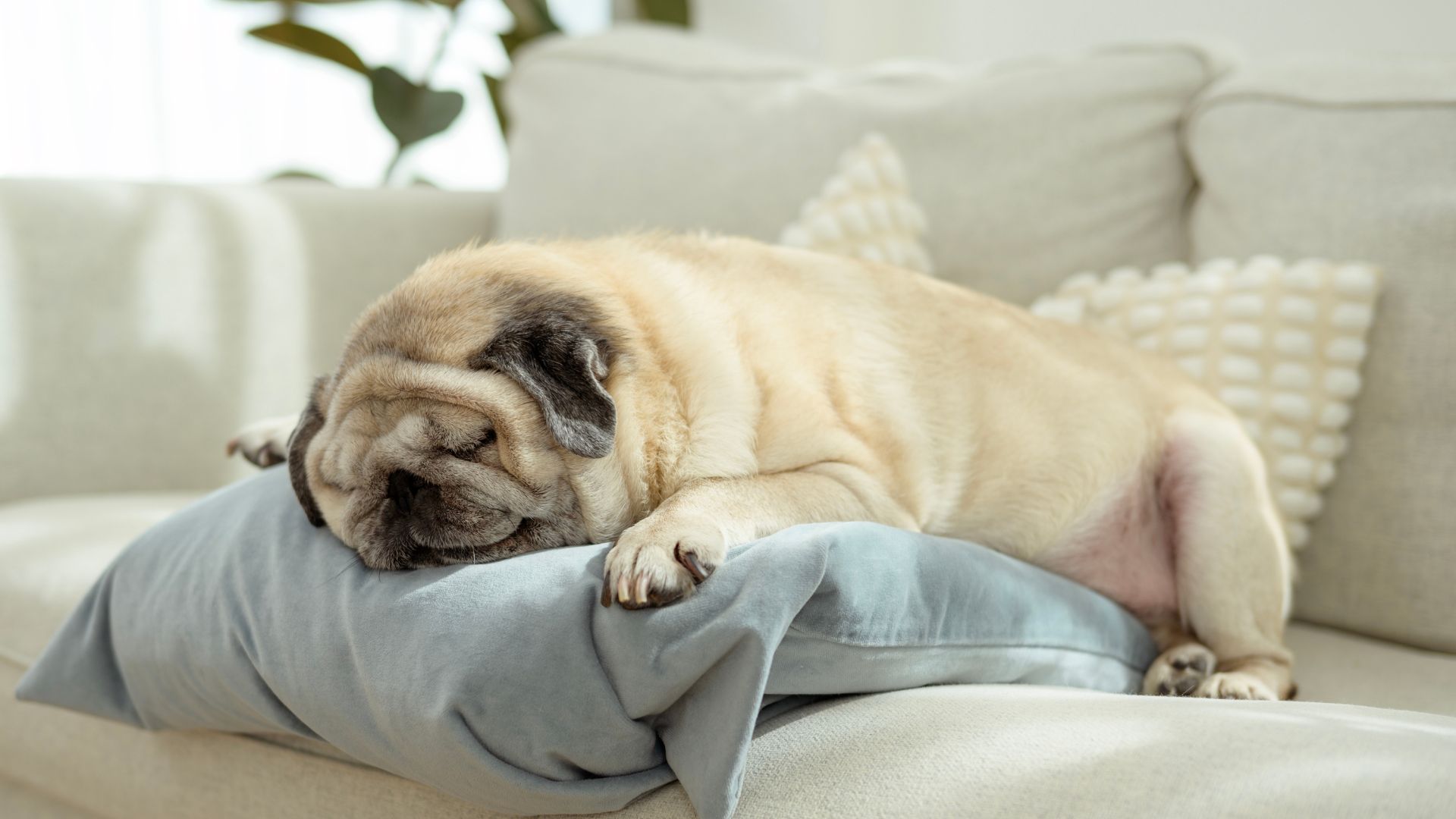 7 Dog Breeds That Snore Mostly and Make the Most Noise at Night