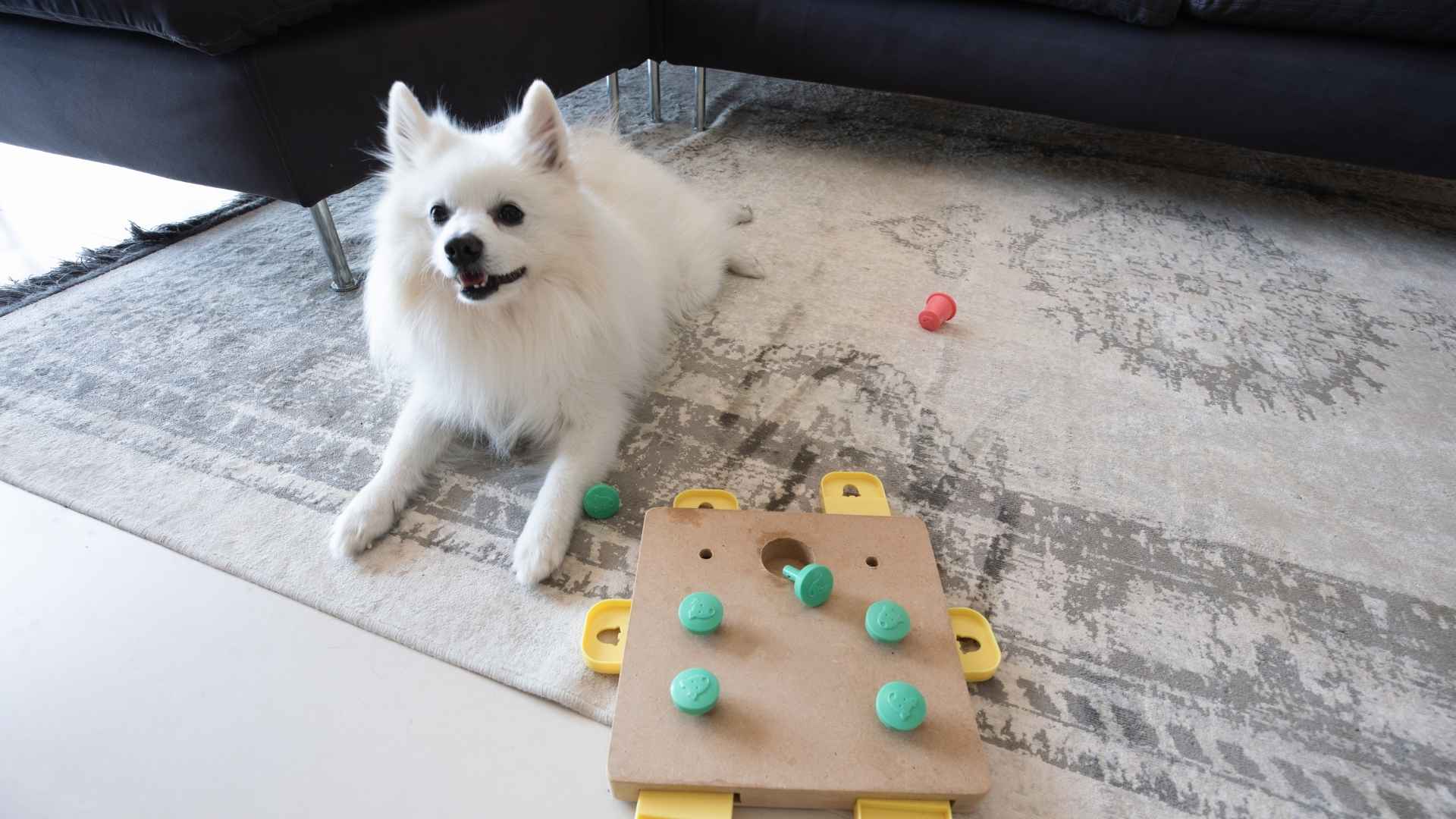 7 Dog Breeds That Solve Puzzles Like Pros and Love Brain Games