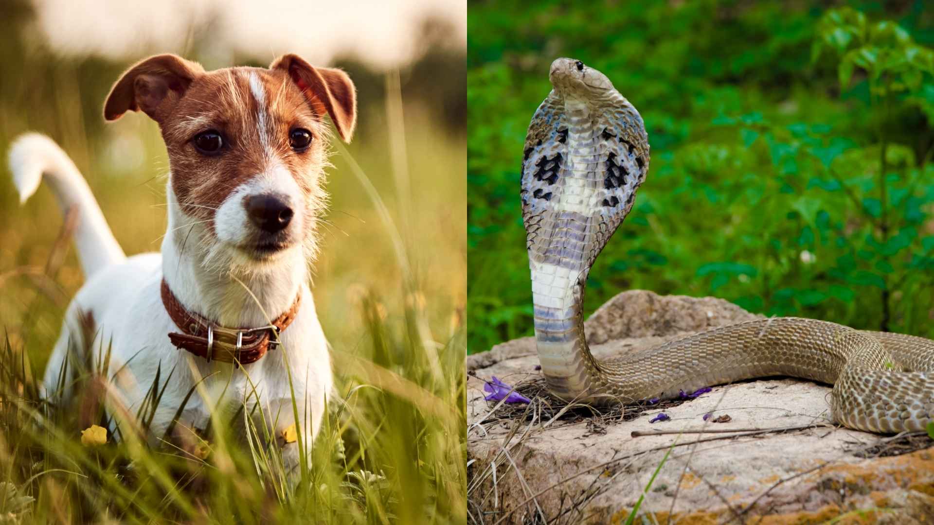 7 Dog Breeds That Stand Strong Against Snakes in Yards
