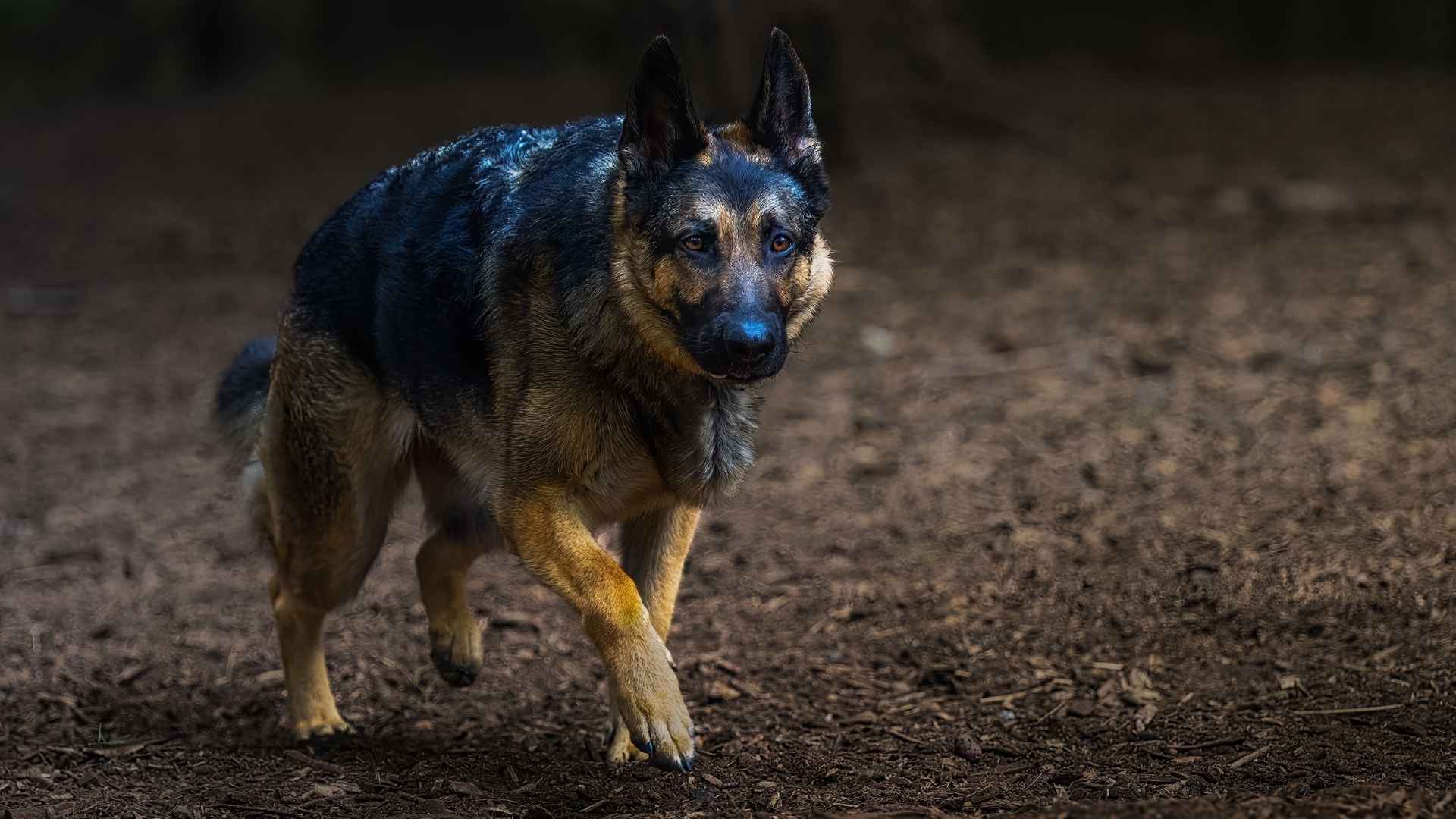 7 Dog Breeds That Stay Alert During Late-Night Walks