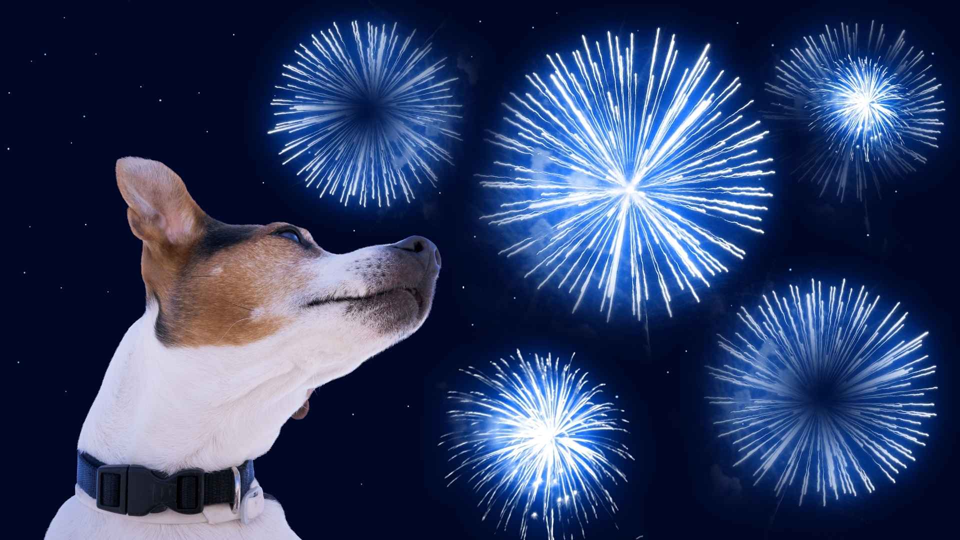 7 Dog Breeds That Stay Calm Even During Fireworks
