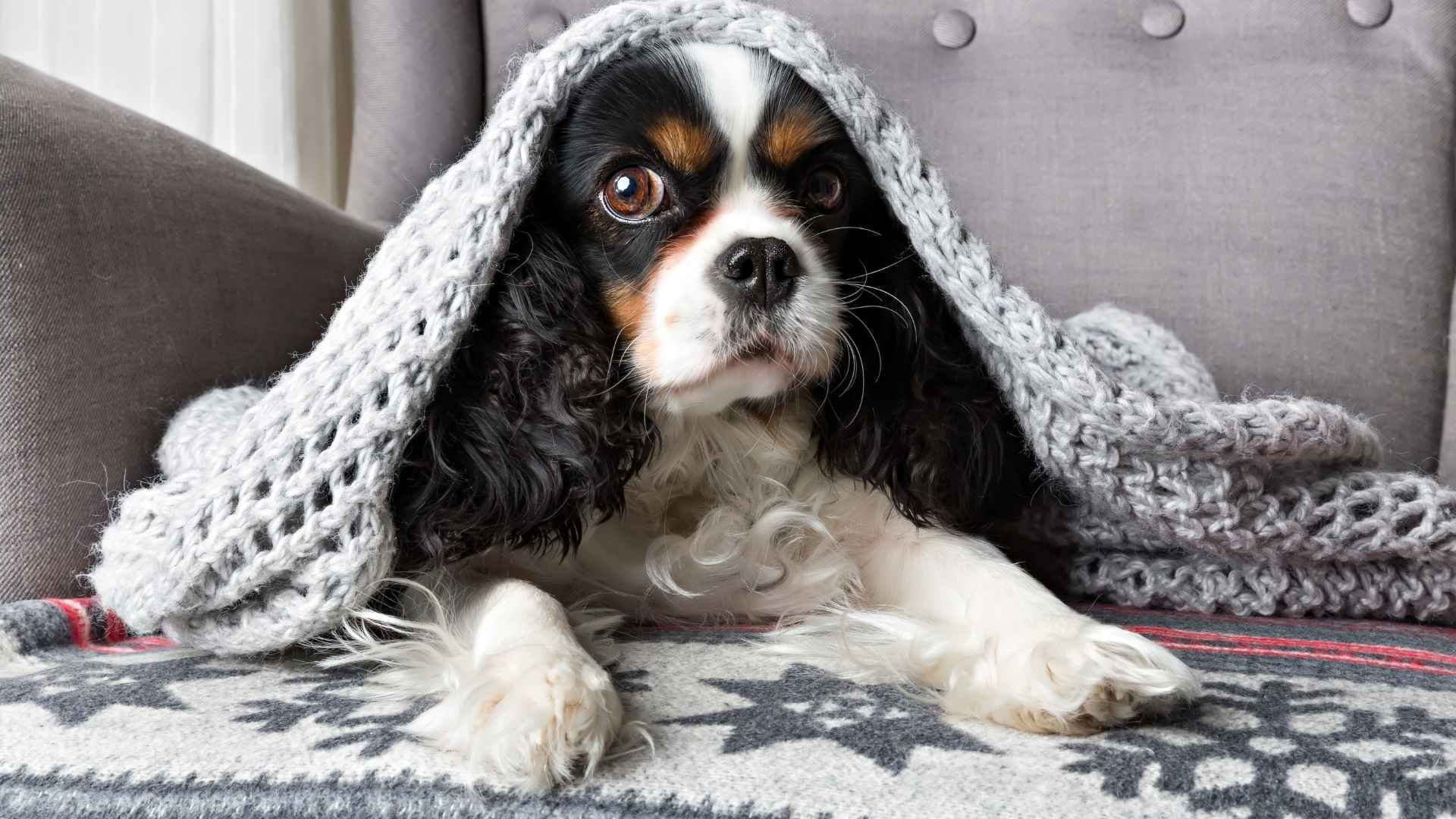 7 Dog Breeds That Stay Calm in Chaos and Handle Stress Like Pros
