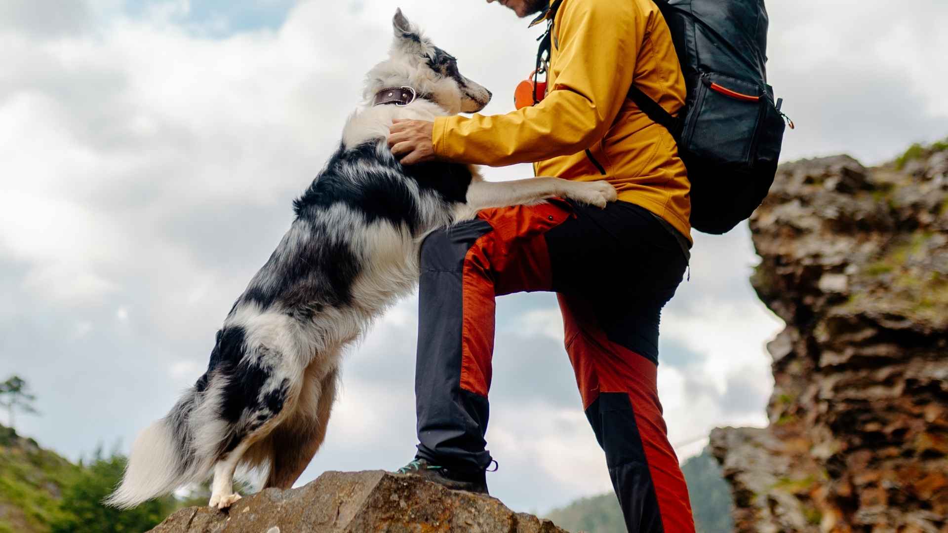 7 Dog Breeds That Stay Close To Owners During Hikes