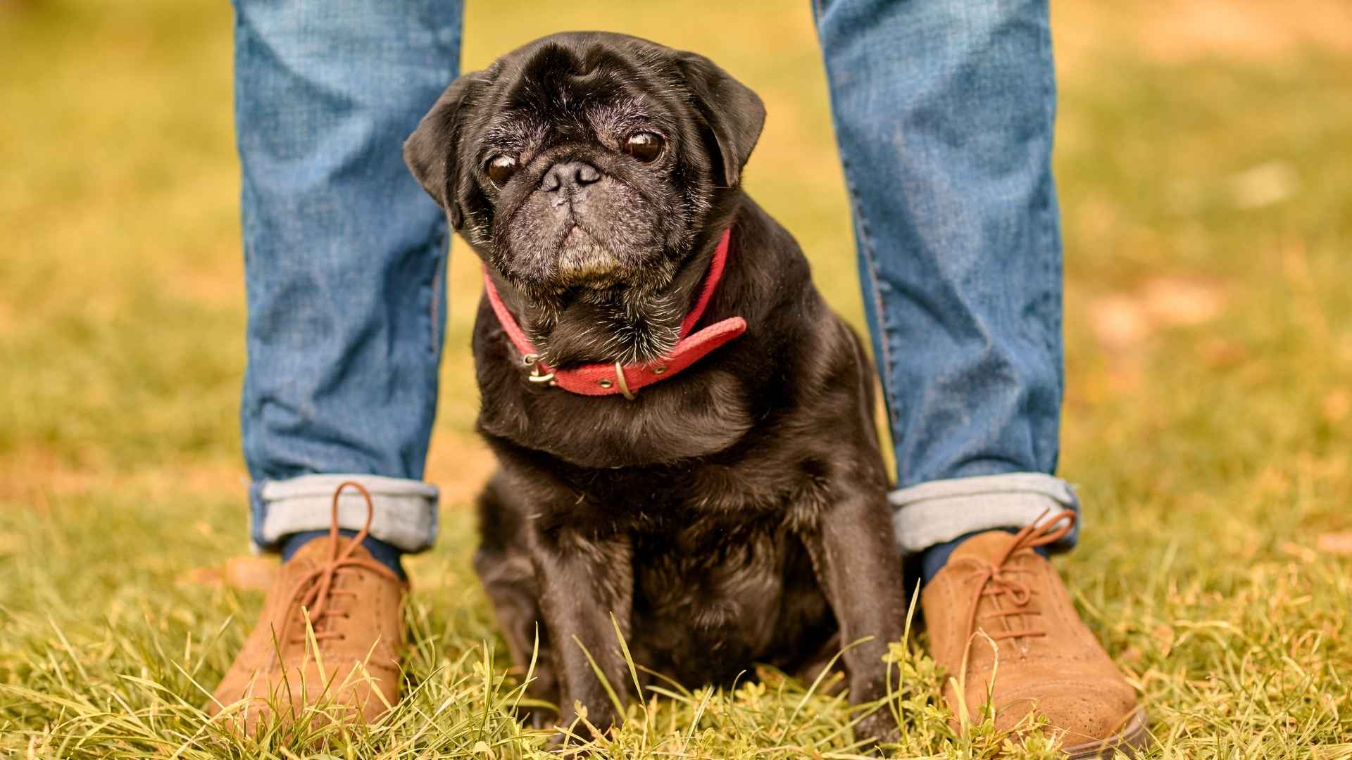 7 Dog Breeds That Stay Curious Like Young Puppies Forever