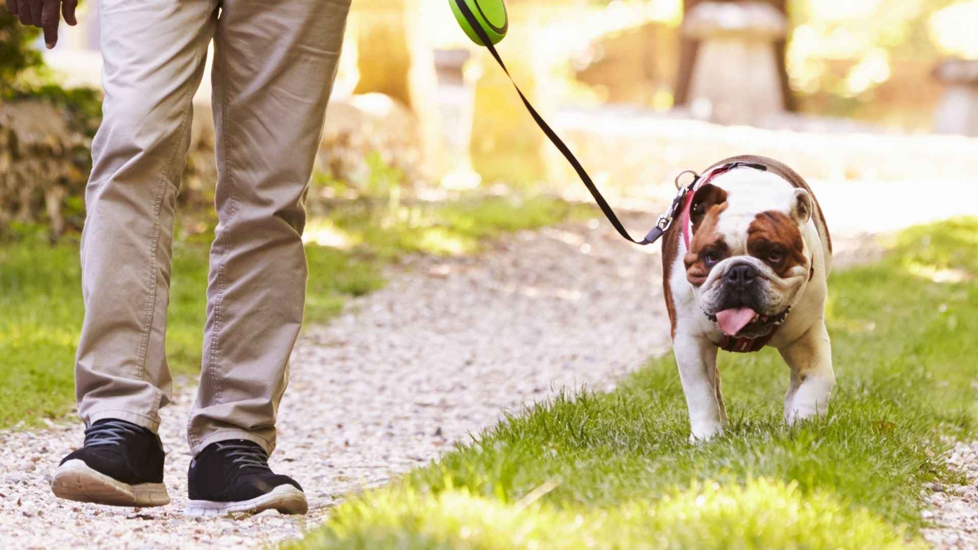 7 Dog Breeds That Stay Relaxed With First-Time Walks