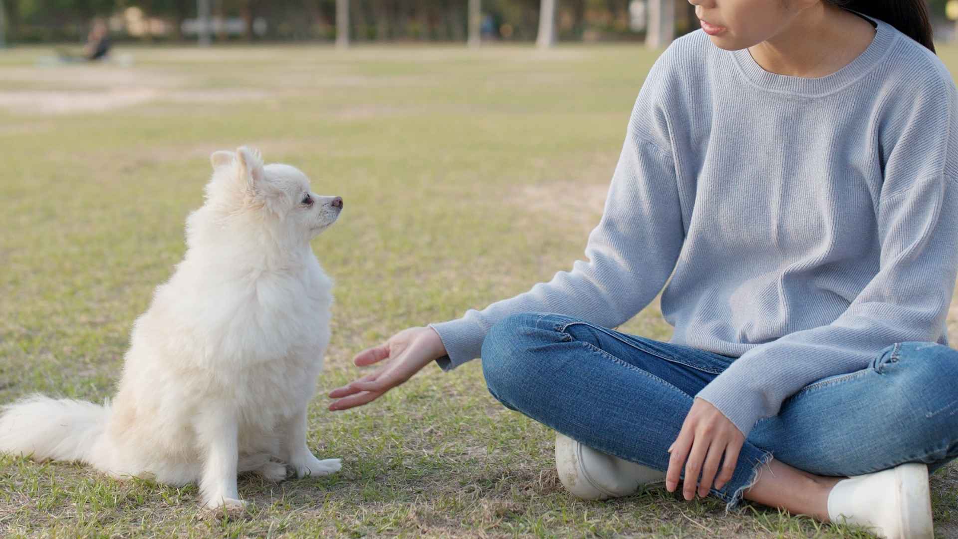 7 Dog Breeds That Talk Back and Keep the Conversation Going