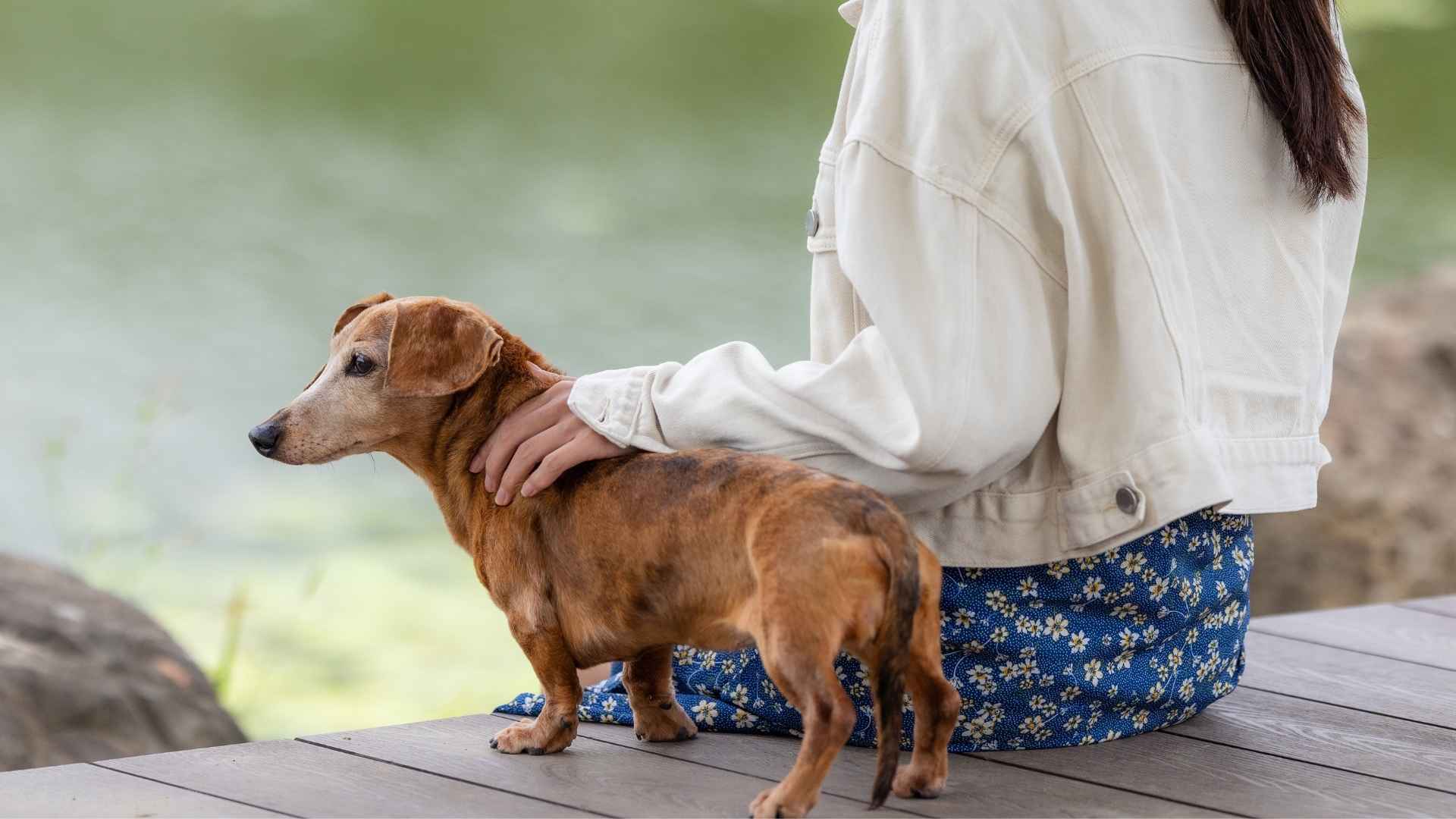 7 Dog Breeds That Teach You The True Meaning Of Friendship