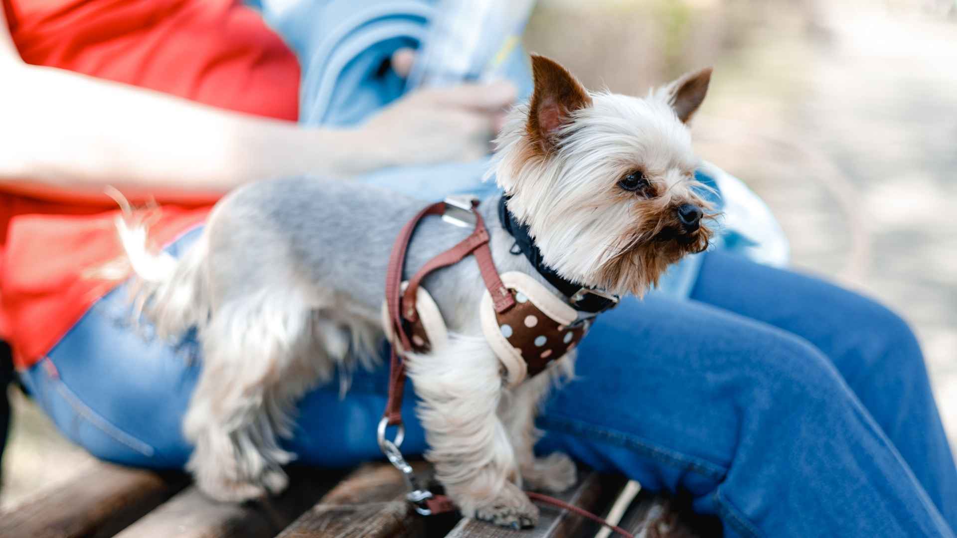 7 Dog Breeds That Thrive In Busy Cities and Adapt Well to Urban Life