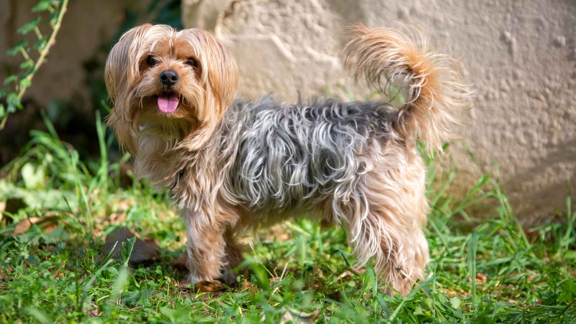 7 Dog Breeds That Thrive in Tiny Yards and Adapt Well to Outdoor Space
