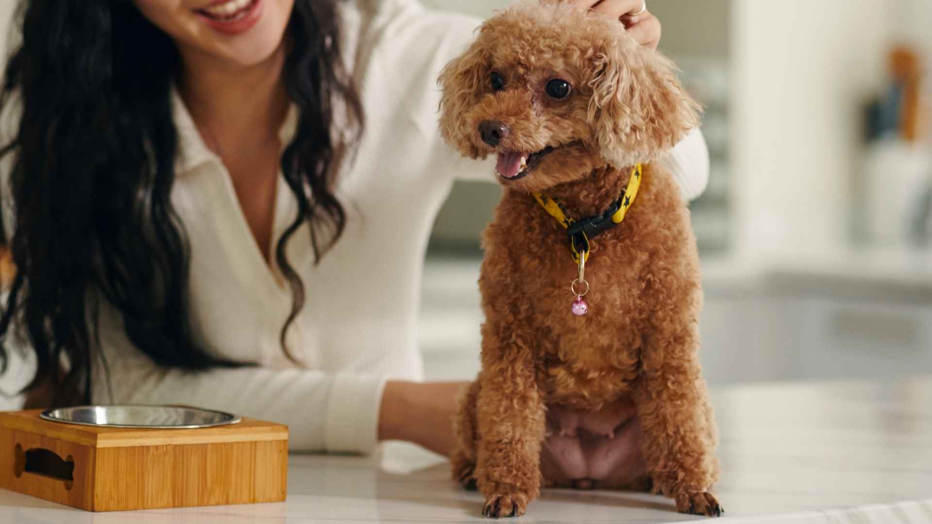 7 Dog Breeds That Thrive on Human Interaction and Love Attention