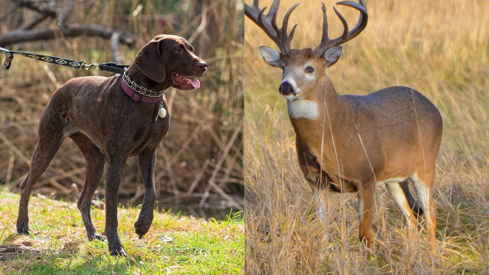 7 Dog Breeds That Track Deer Across Miles
