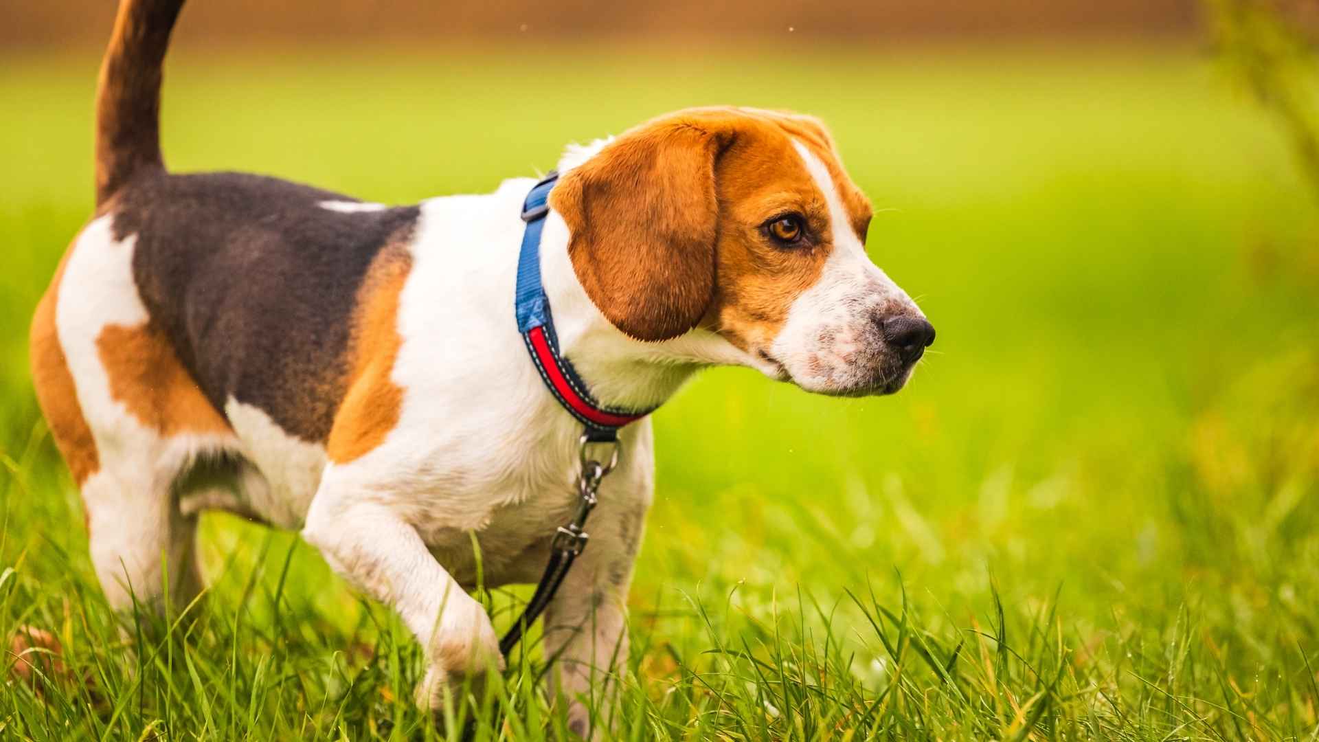 7 Dog Breeds That Track Lost Chickens For Farmers