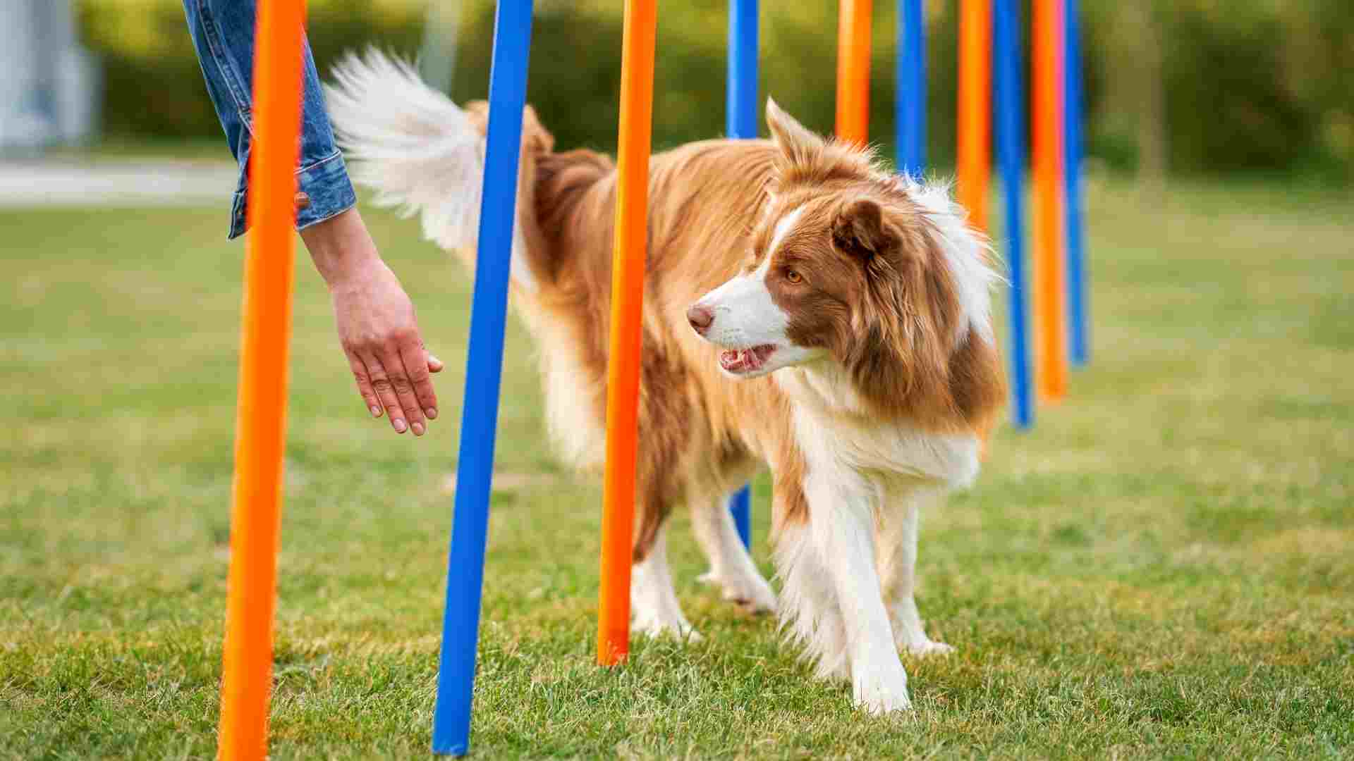 7 Dog Breeds That Understand “Left” And “Right” Commands