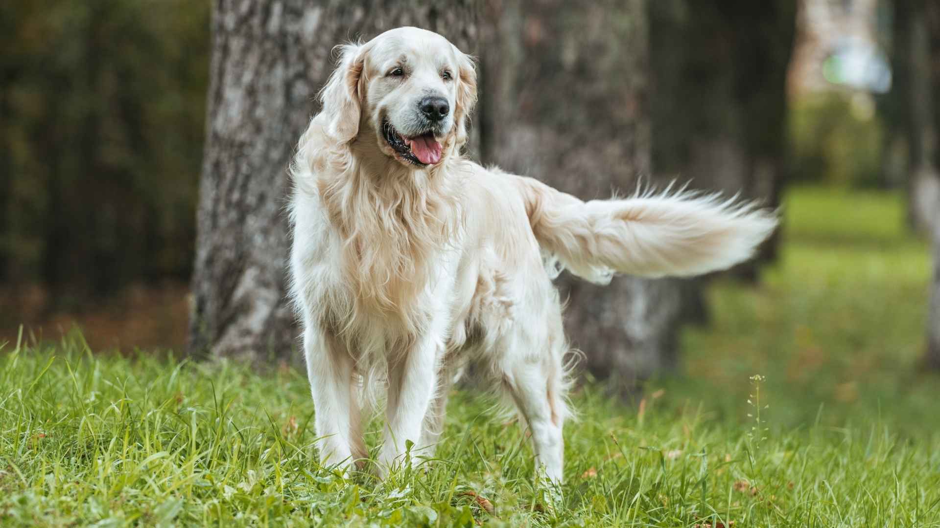 7 Dog Breeds That Wag Tails Rapidly Like Excited Pups