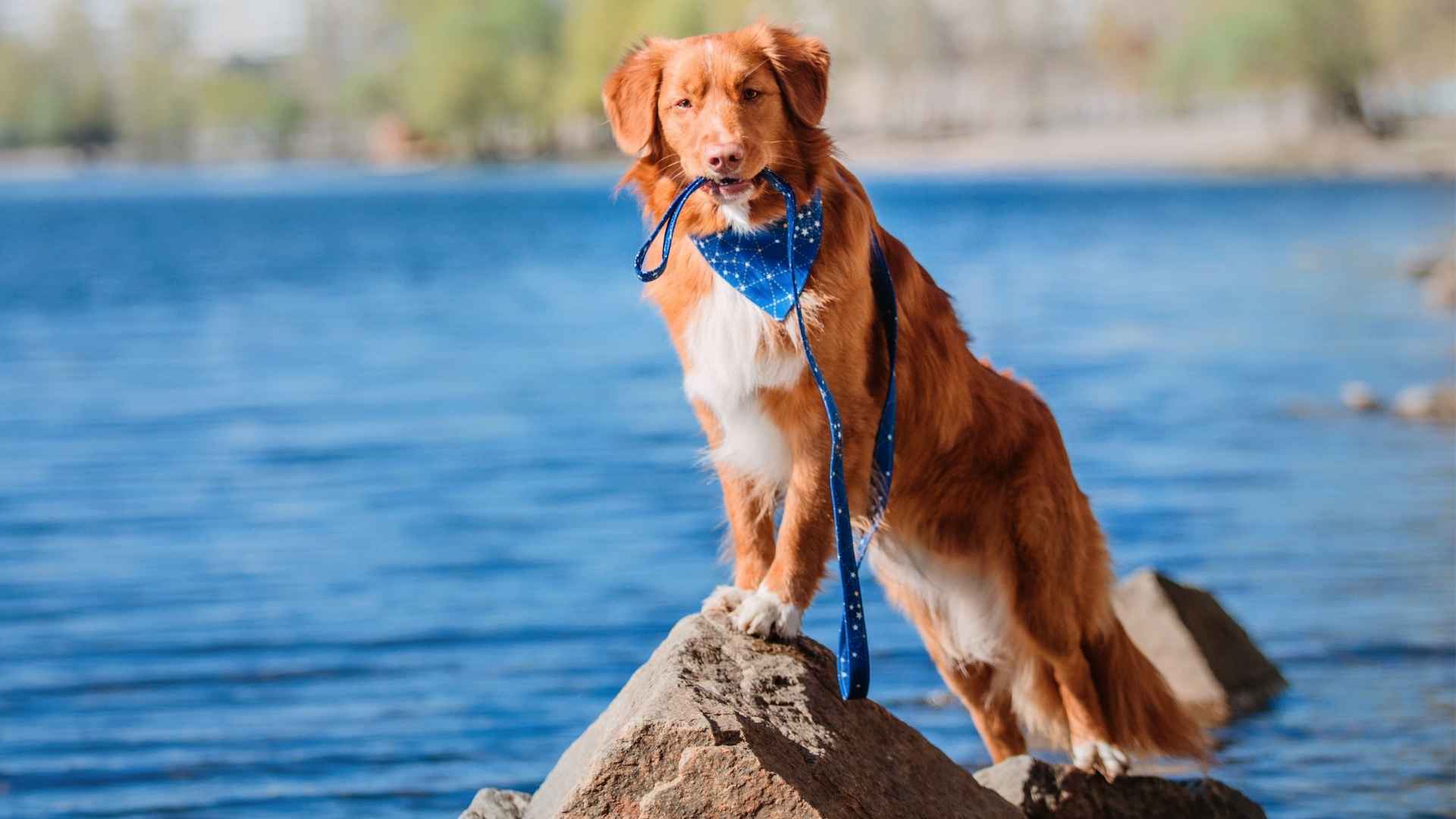 7 Dog Breeds That Wait Patiently Near Fishing Spots