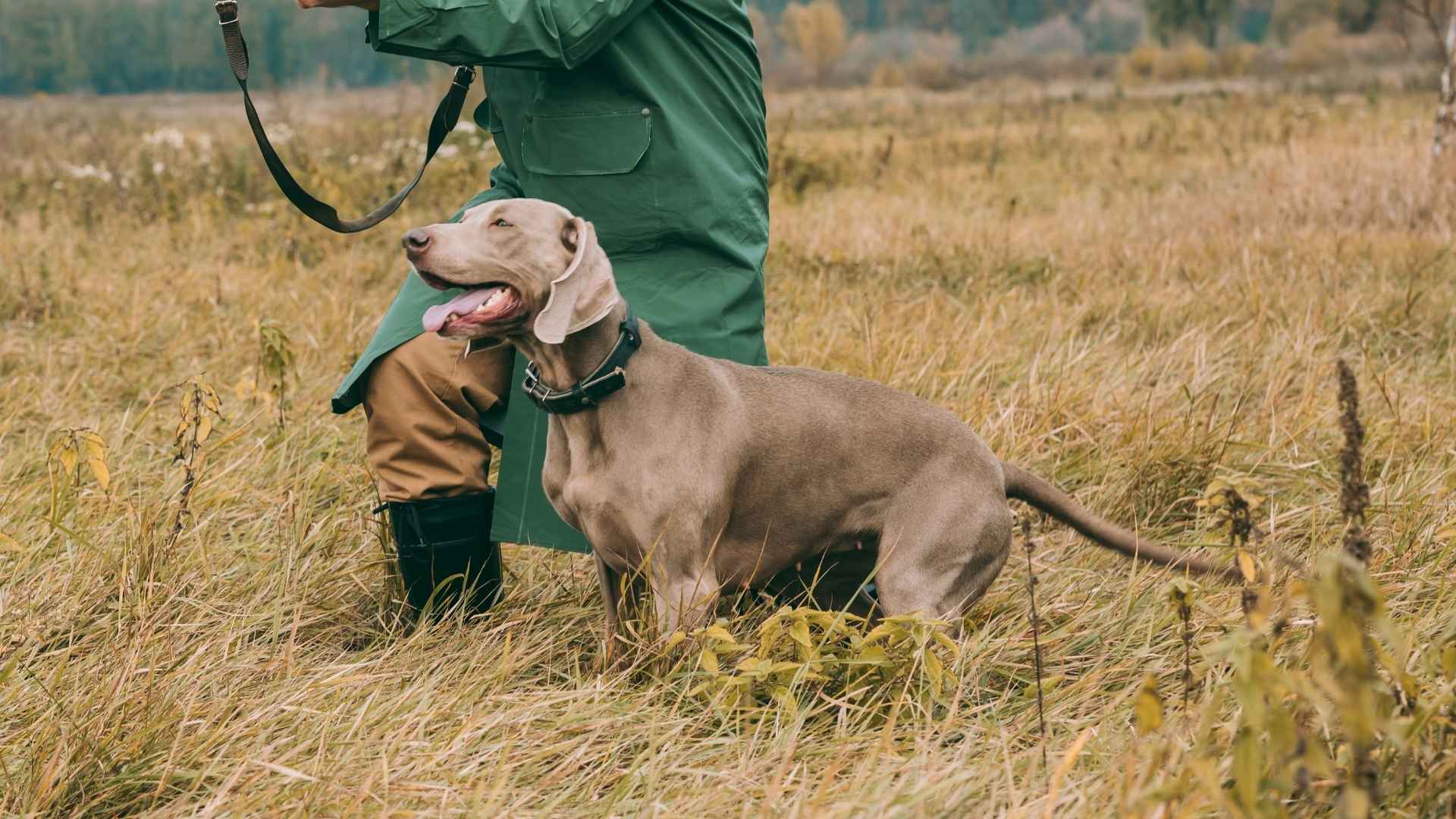 7 Dog Breeds That Warn Hunters of Predators in the Wild