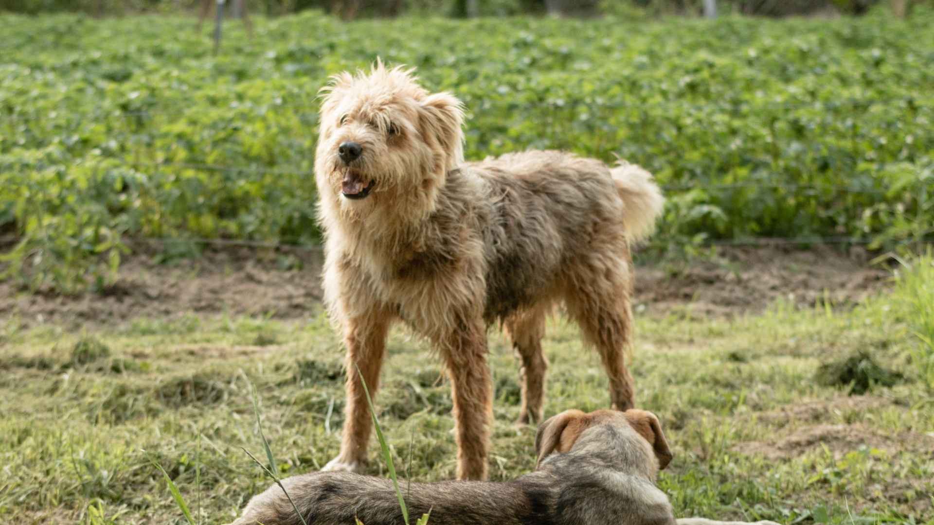 7 Dog Breeds That Went Extinct and the Stories Behind Them