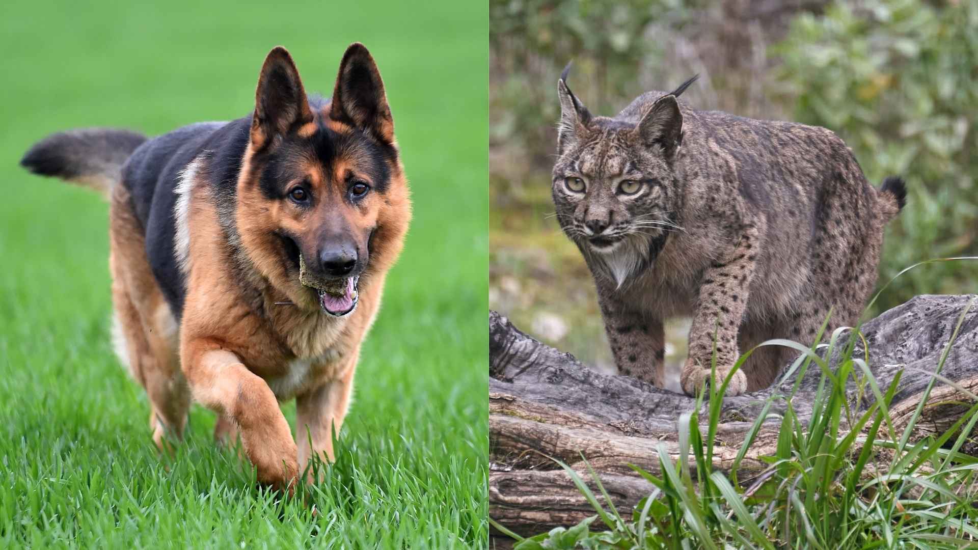 7 Dog Breeds To Protect Against Bobcats for Family Safety
