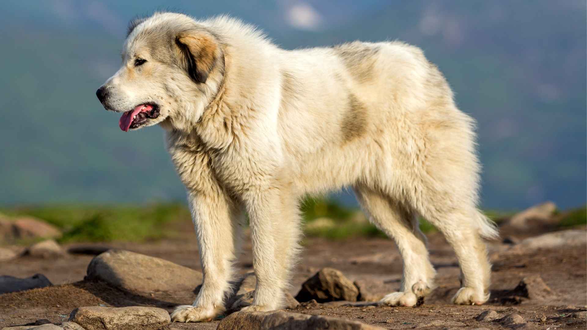7 Dog Breeds Trusted for Night Security in Countryside Homes