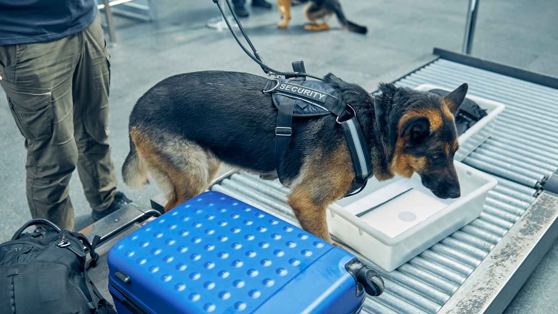 7 Dog Breeds Used In Airport Security and Detection Work