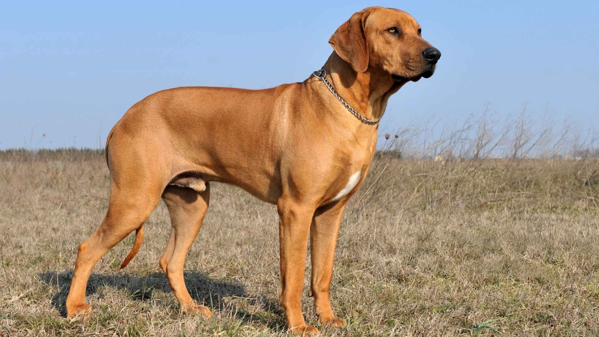 7 Dog Breeds Used for Heavy-Duty Guarding in Africa