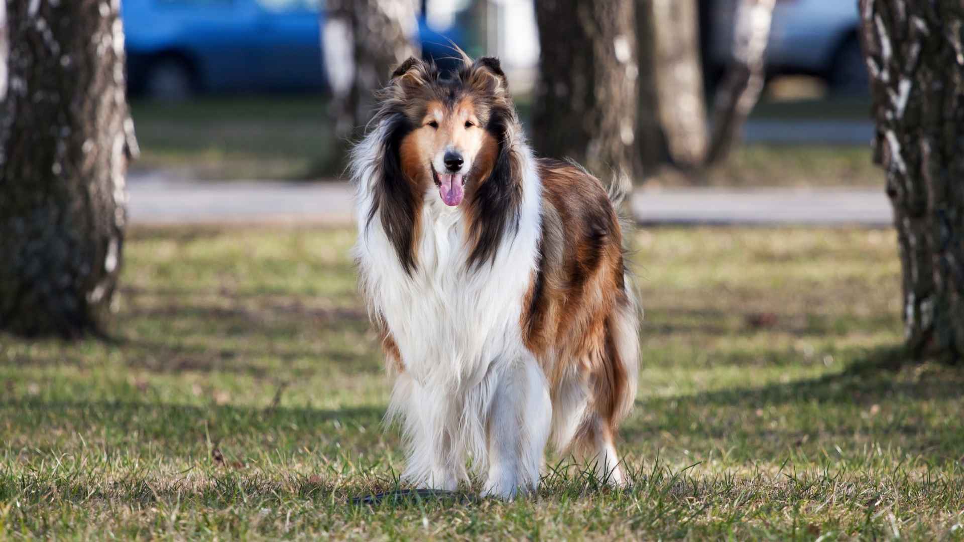 7 Dog Breeds Used in Movie Stunts That Captivated Hollywood