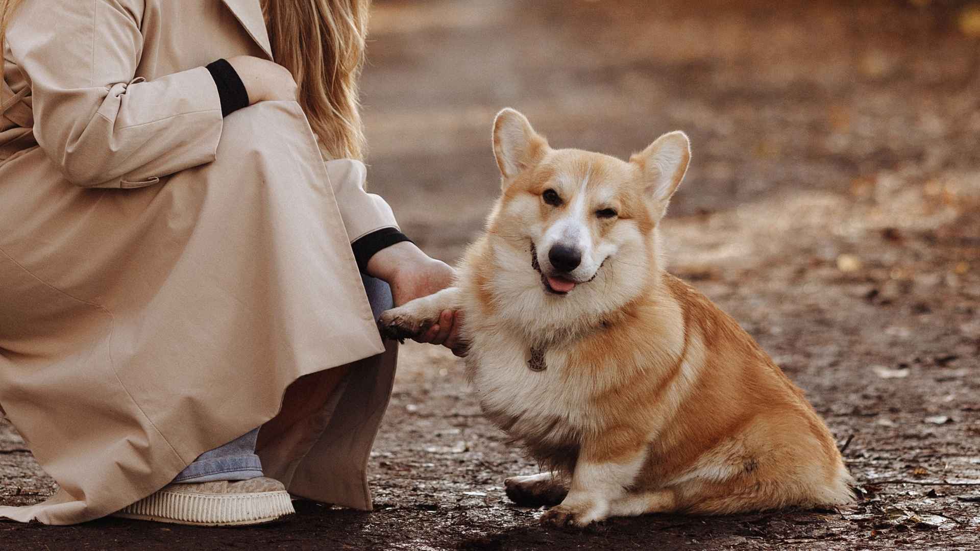 7 Dog Breeds Who Prefer People Over Other Dogs: Human-Obsessed Dogs