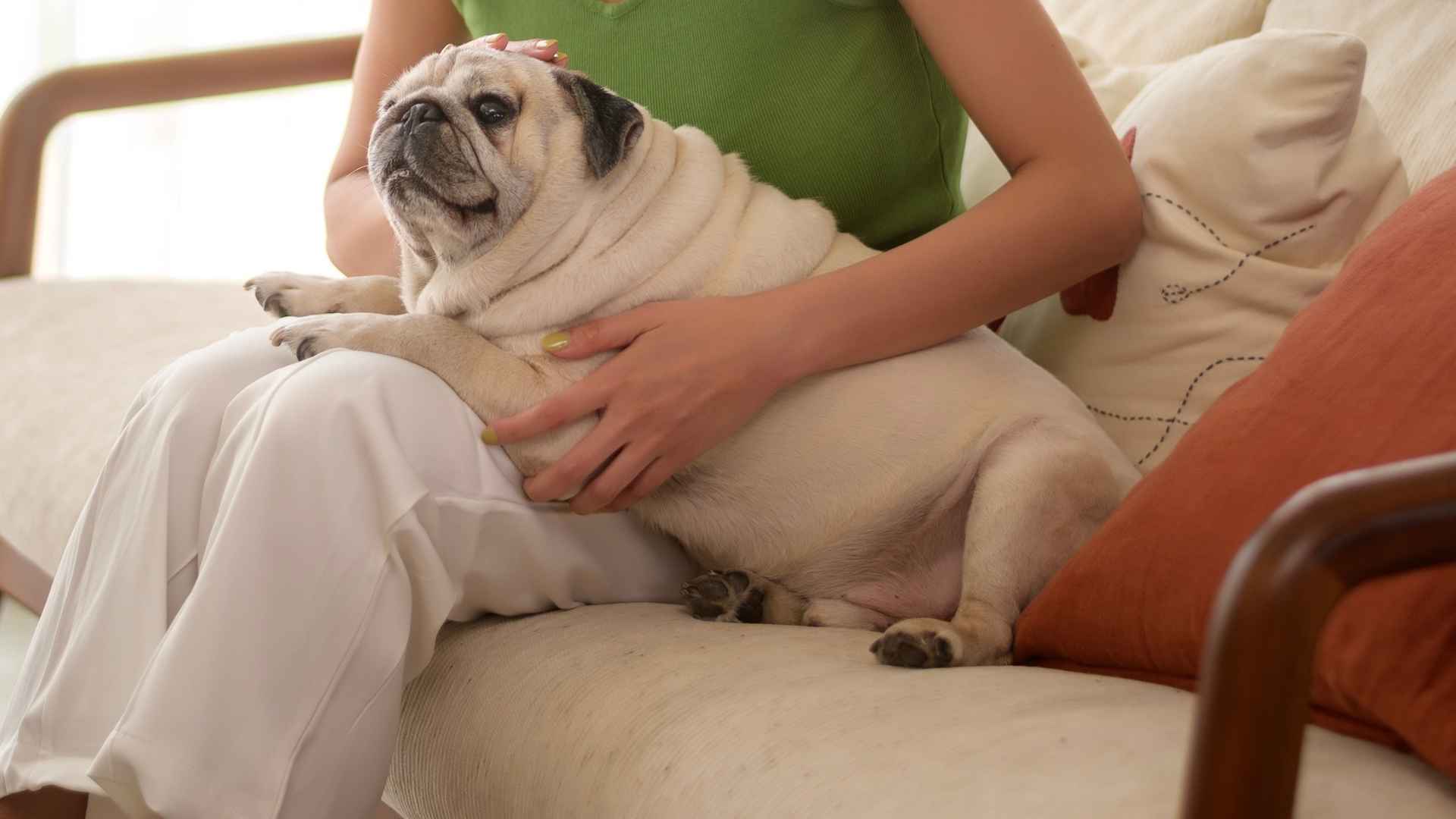 7 Dog Breeds Who Prefer People Over Other Dogs