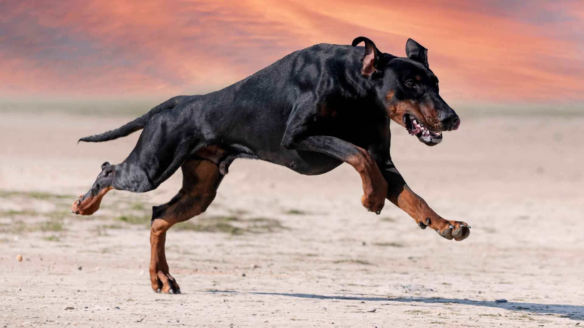 7 Dog Breeds With Best Muscular Posture In Guarding That Truly Protect Families