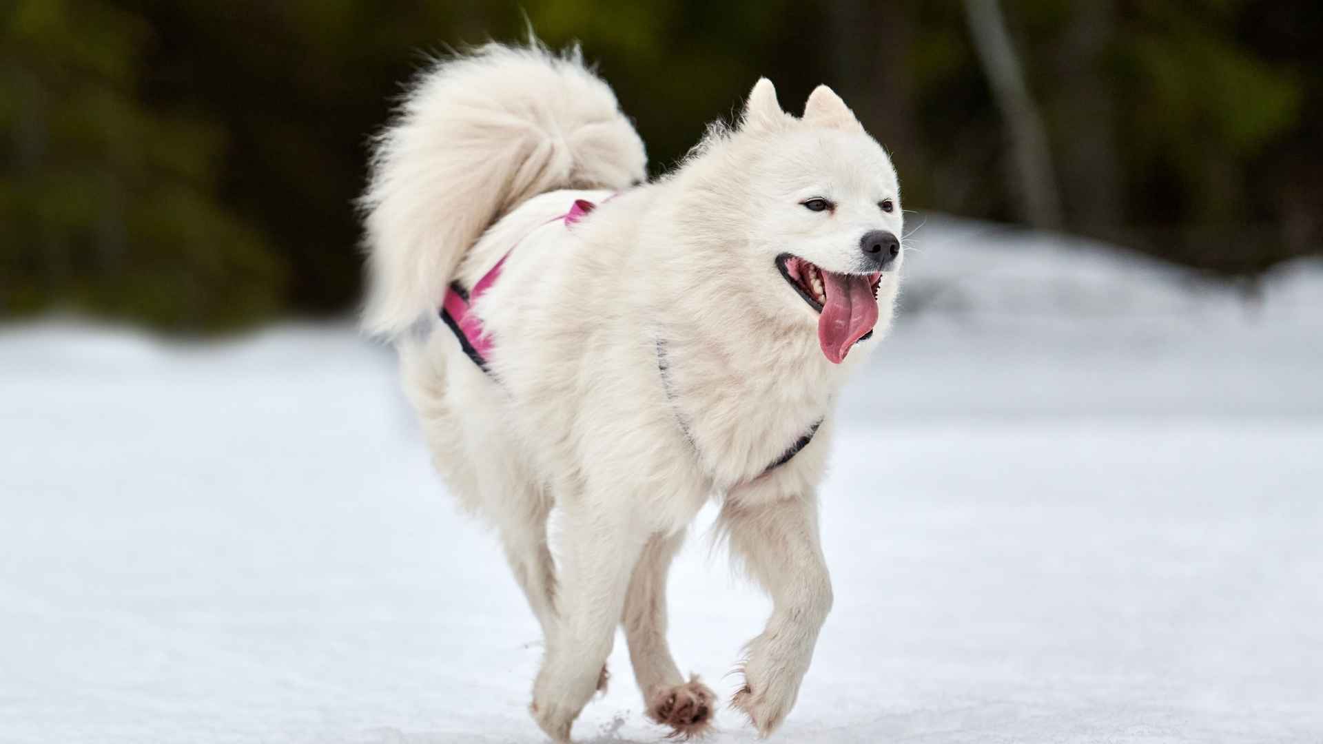 7 Dog Breeds With Bushy Tails You’ll Want to Follow Everywhere