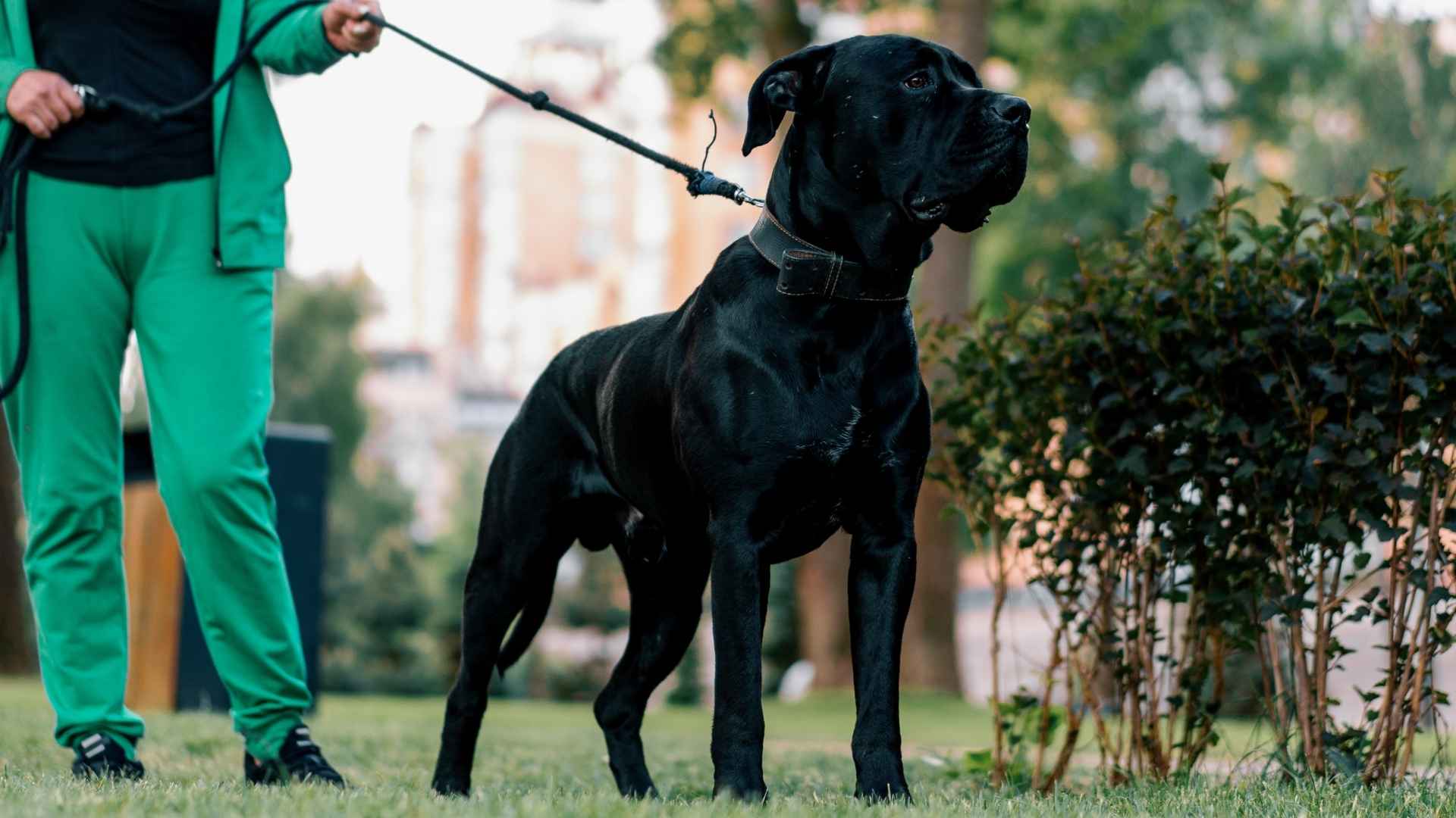 7 Dog Breeds With Charcoal Coats That Look Incredibly Elegant
