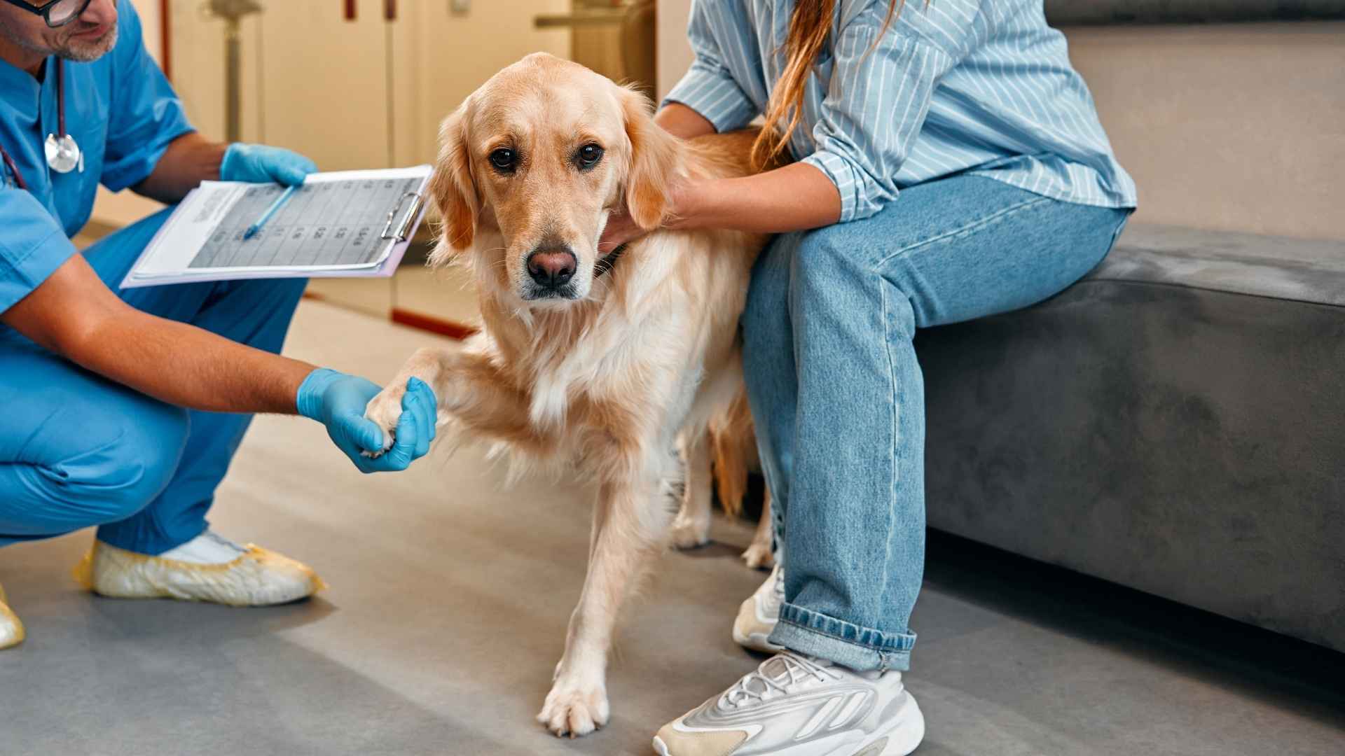 7 Dog Breeds With Common Knee Problems You Should